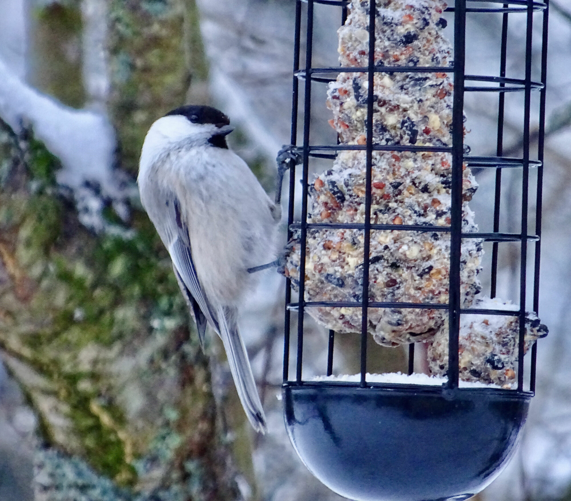Valokuvaaja: Liisa Niiva-Korpela Valokuvaaja: Liisa Niiva-Korpela
