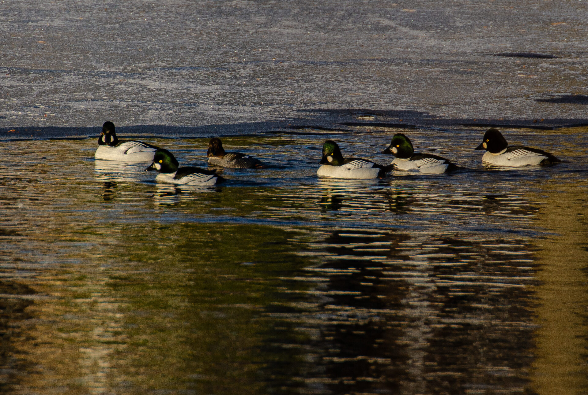 Valokuvaaja: Tuula Komsi