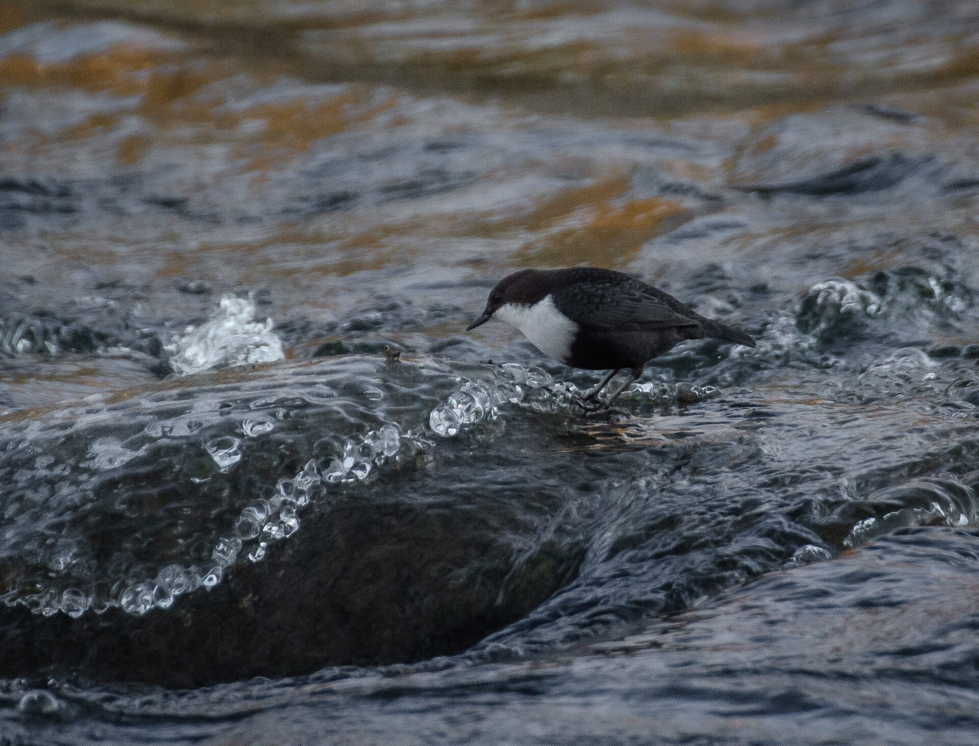 Valokuvaaja: Tuula Komsi