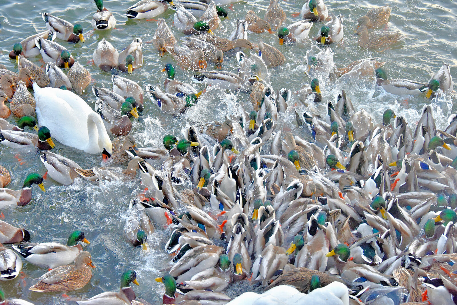 Valokuvaaja: Reijo Juurinen