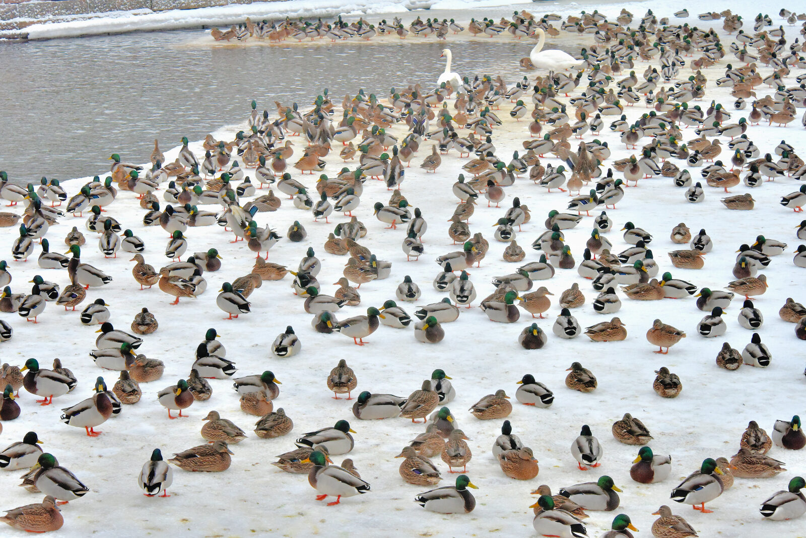 Valokuvaaja: Reijo Juurinen Valokuvaaja: Reijo Juurinen