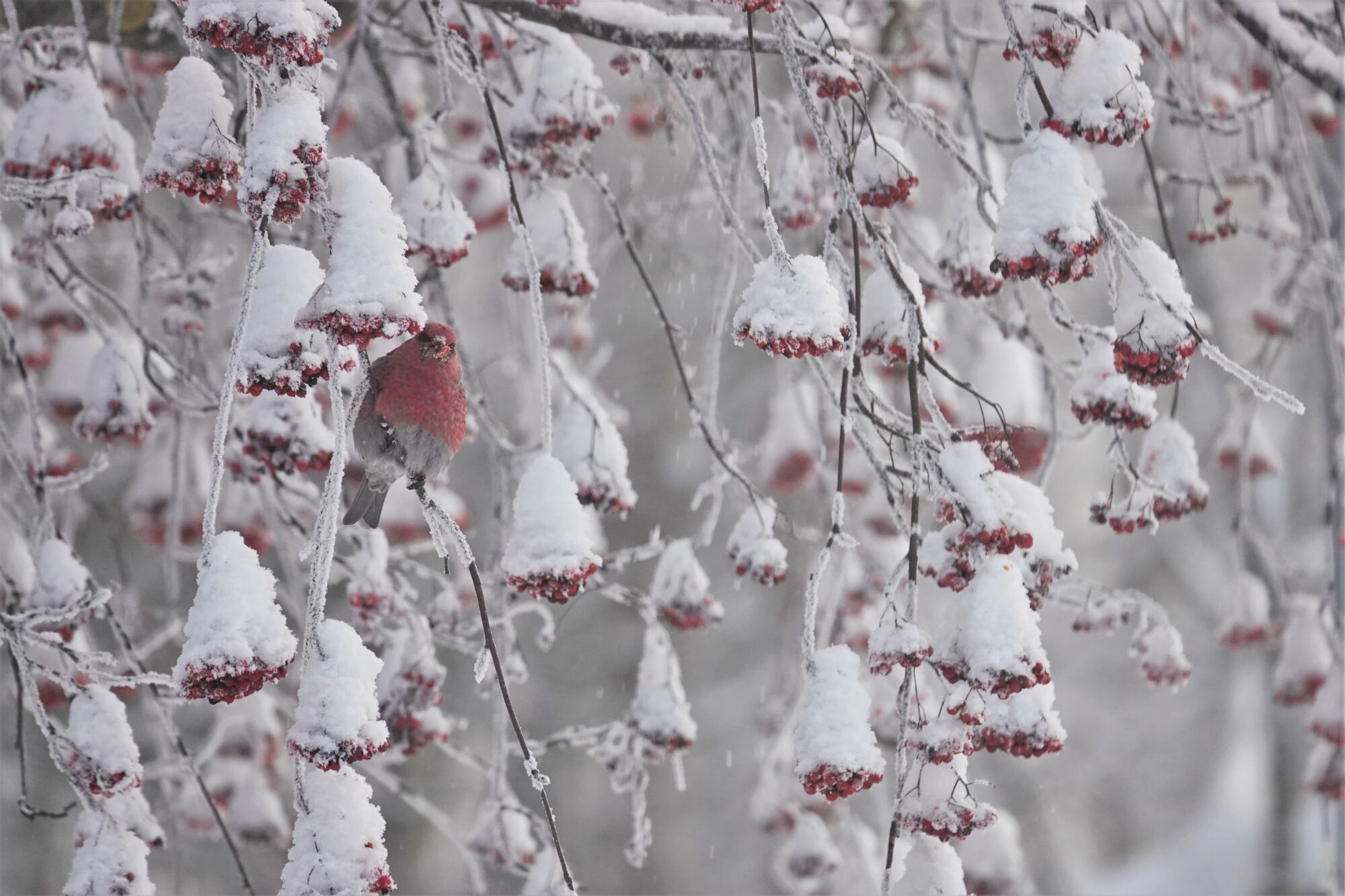 Valokuvaaja: Maarit Siitonen
