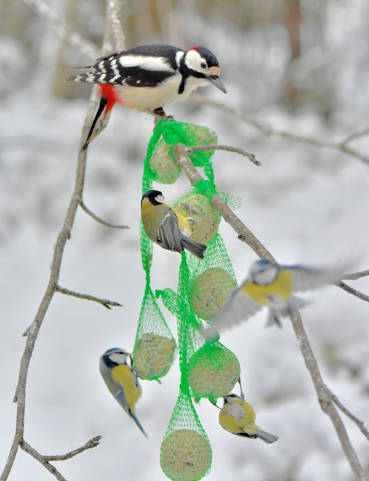 Valokuvaaja: Reijo Juurinen