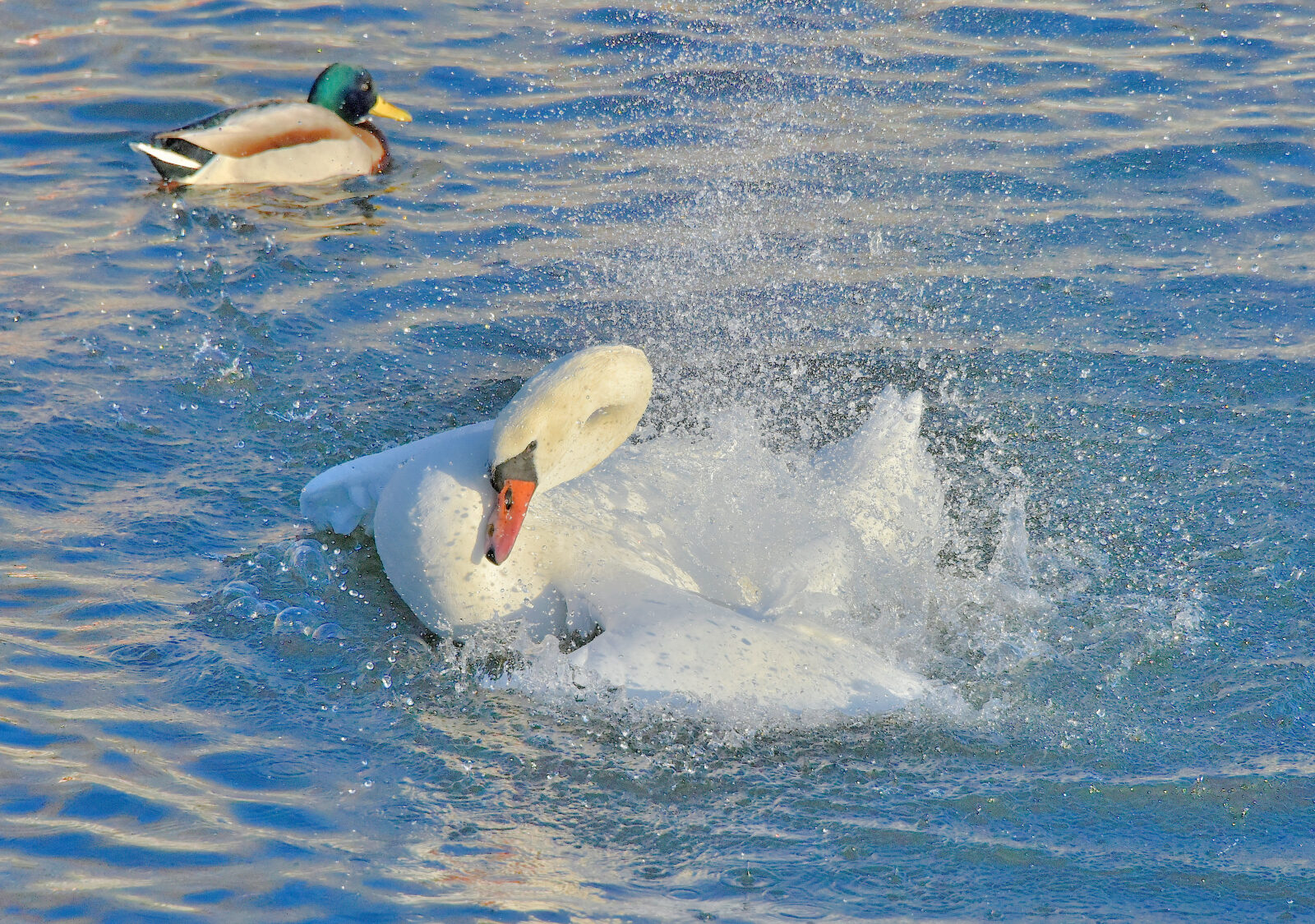 Valokuvaaja: Reijo Juurinen