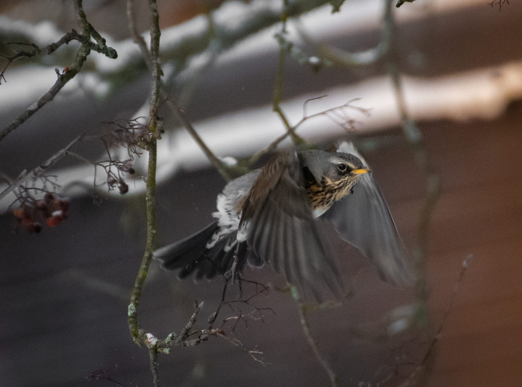 Valokuvaaja: Tuula Komsi