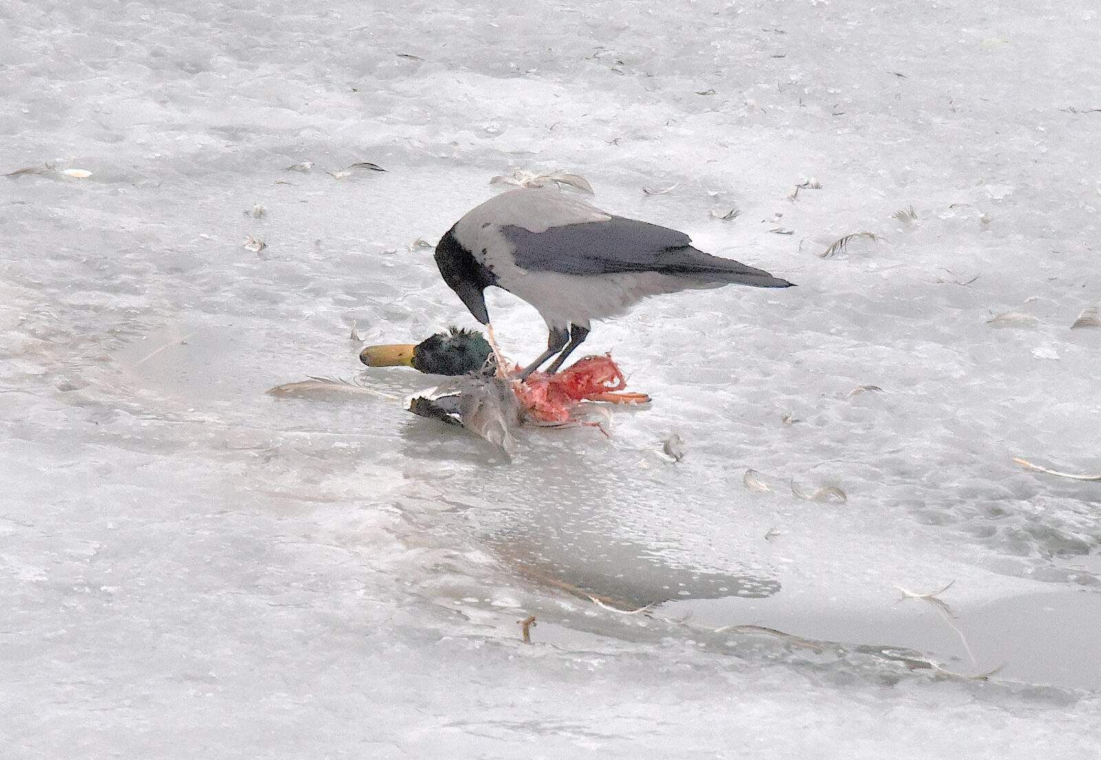 Valokuvaaja: Reijo Juurinen