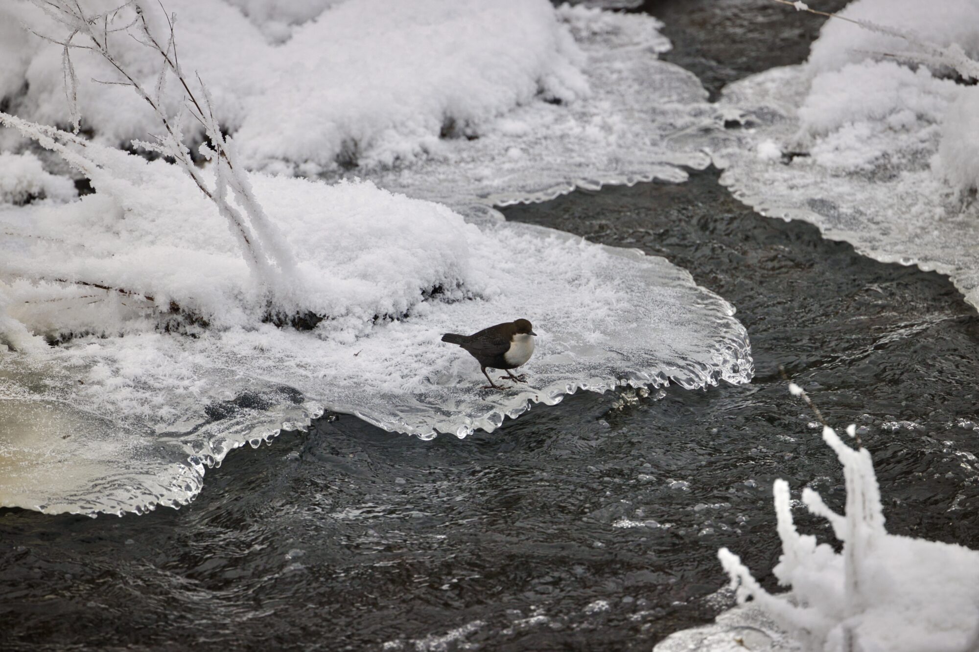 Valokuvaaja: Ari Branthin Valokuvaaja: Ari Branthin
