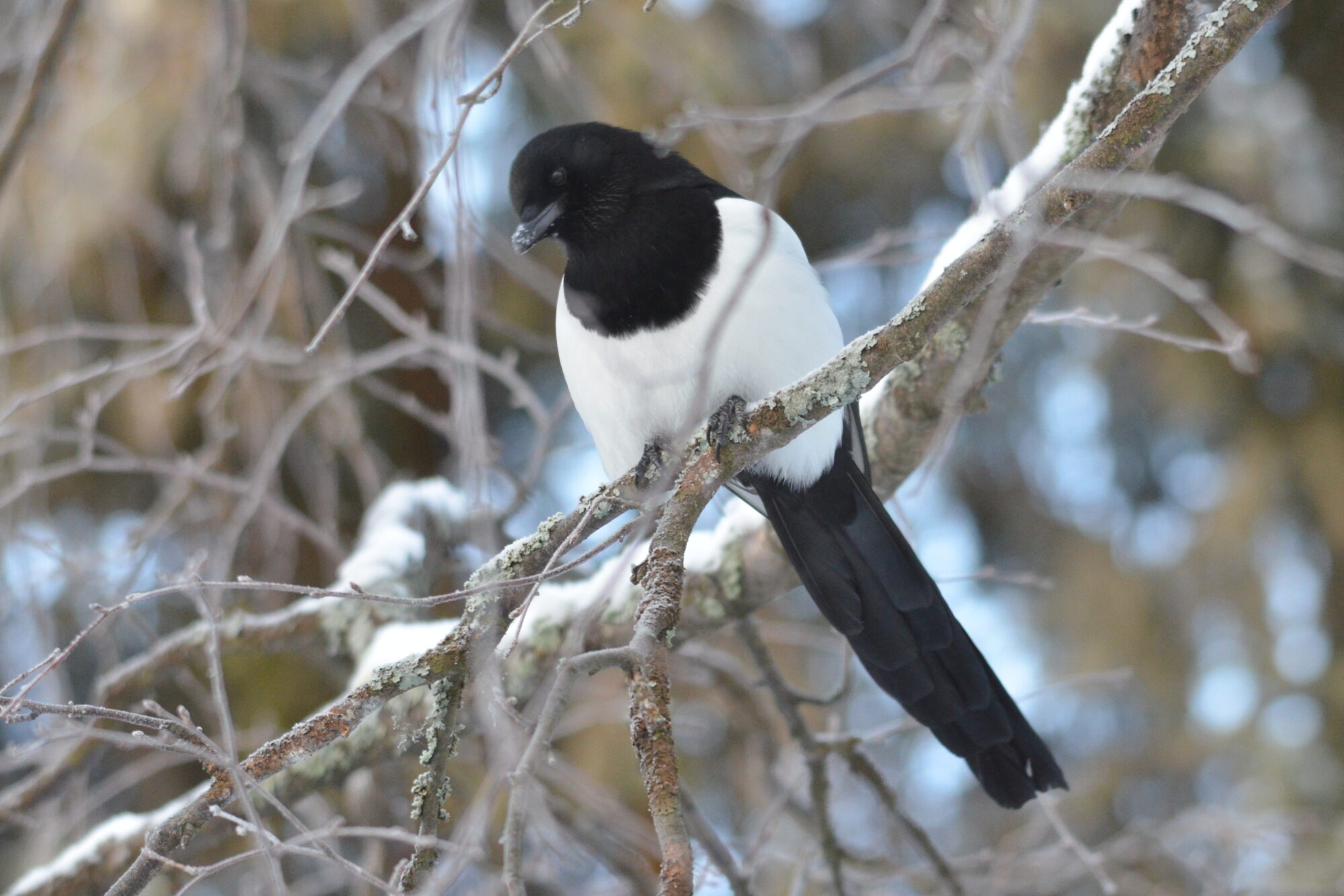 Valokuvaaja: Kaarlo Asikainen Valokuvaaja: Kaarlo Asikainen