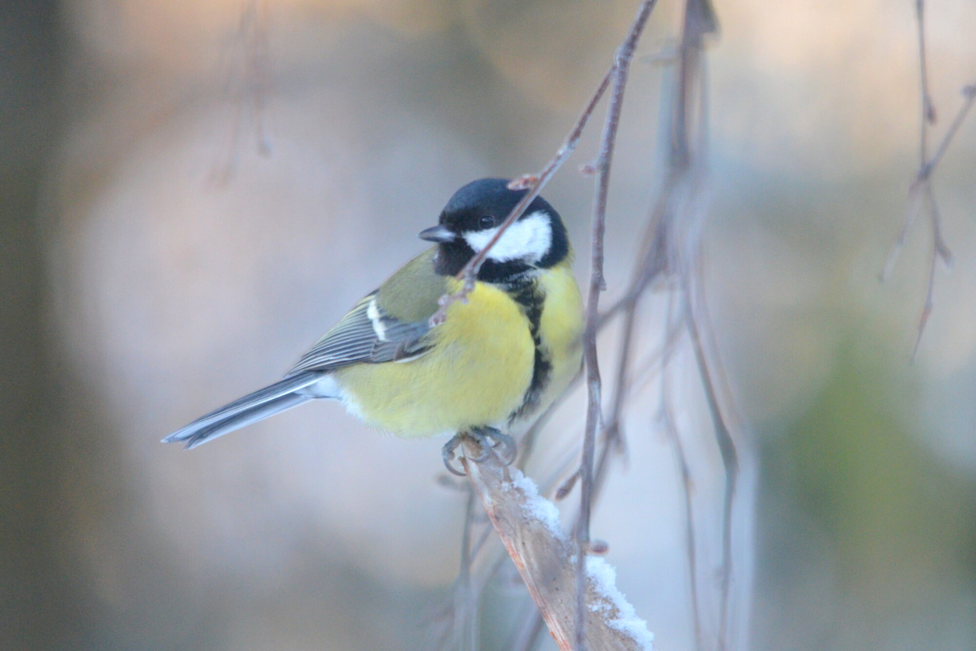 Valokuvaaja: Kaarlo Asikainen