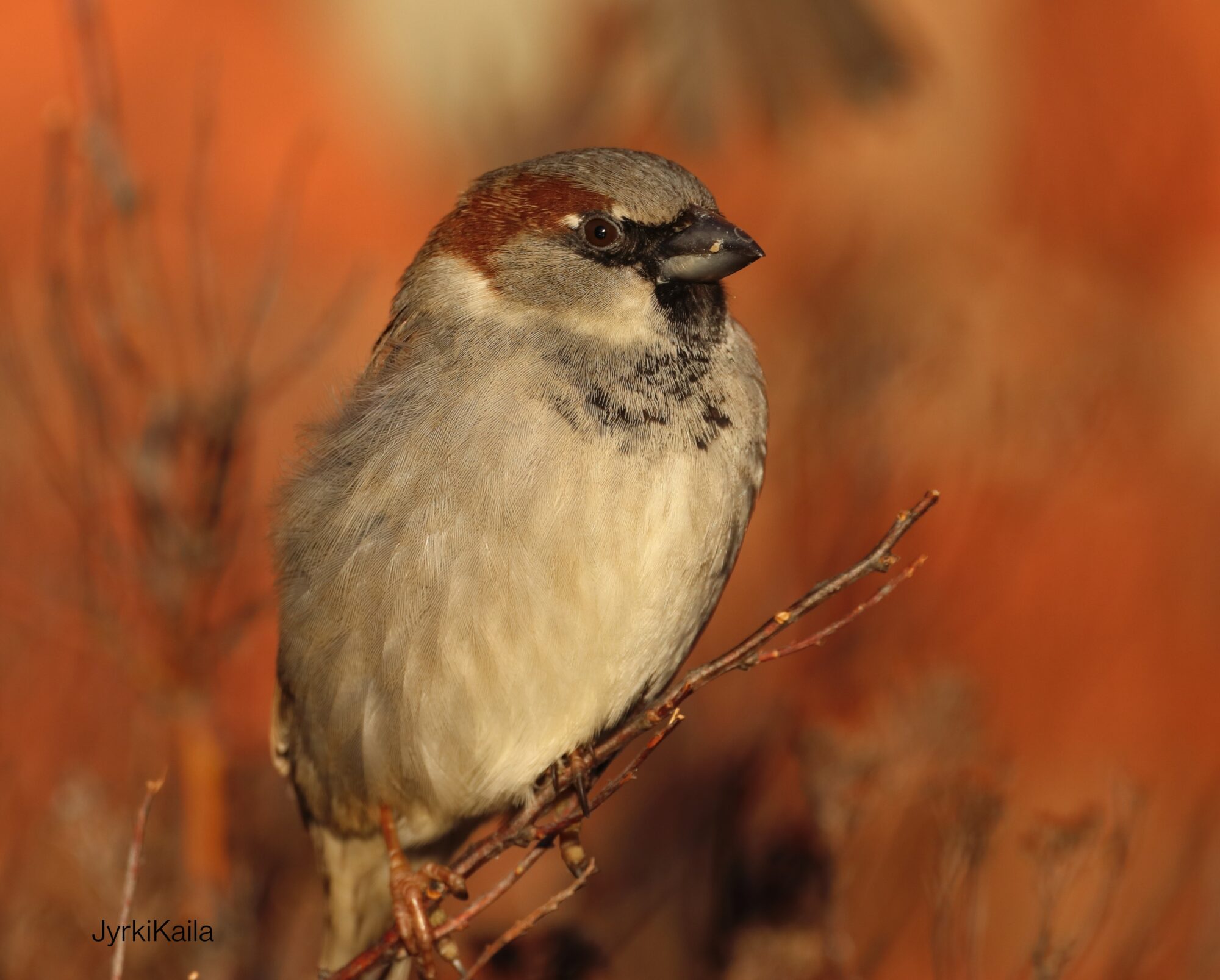 Valokuvaaja: Jyrki Kaila