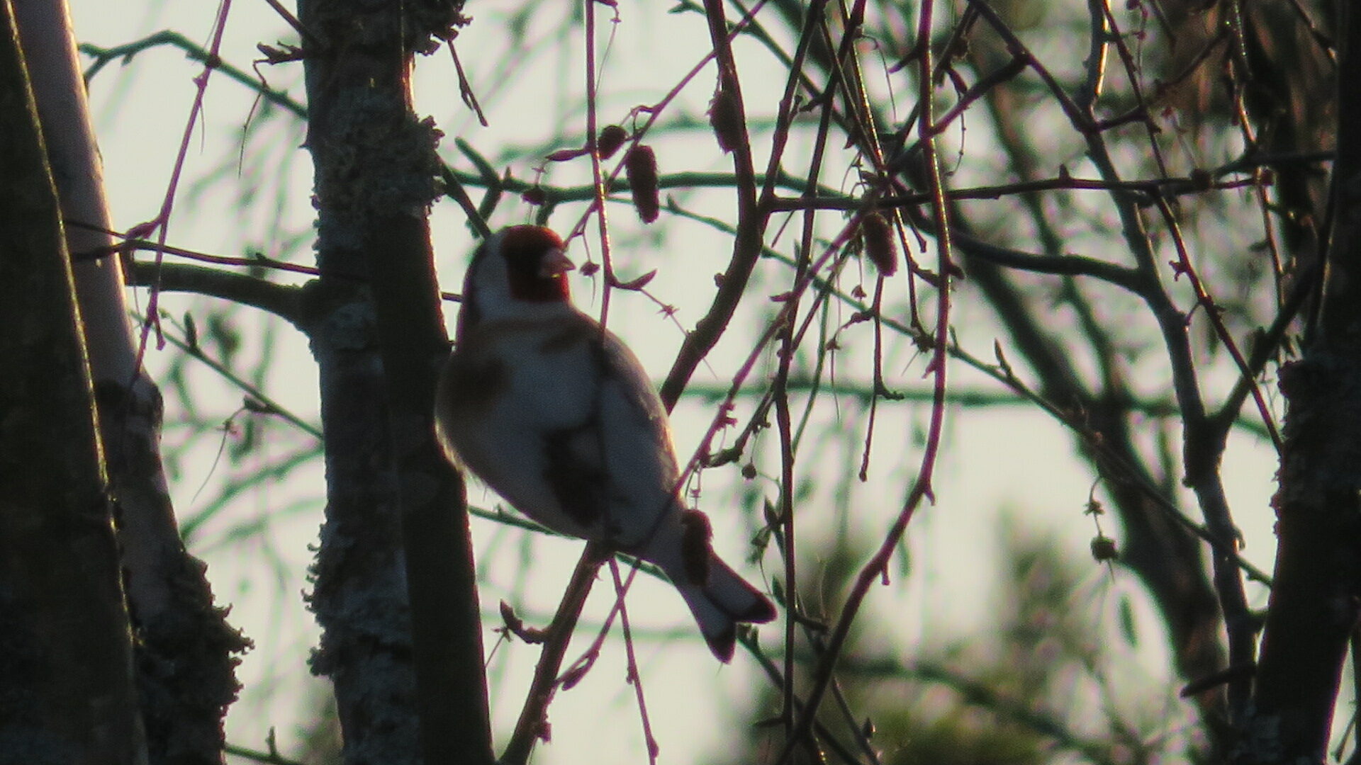 Valokuvaaja: Risto Kangassalo Valokuvaaja: Risto Kangassalo