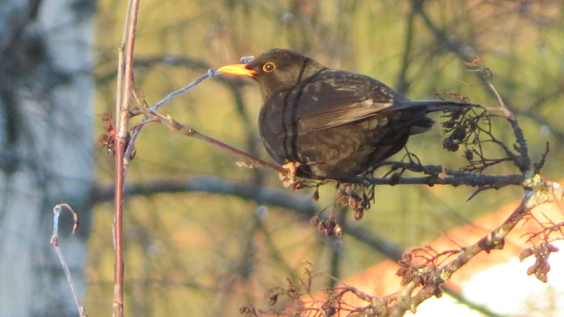 Valokuvaaja: Risto Kangassalo Valokuvaaja: Risto Kangassalo