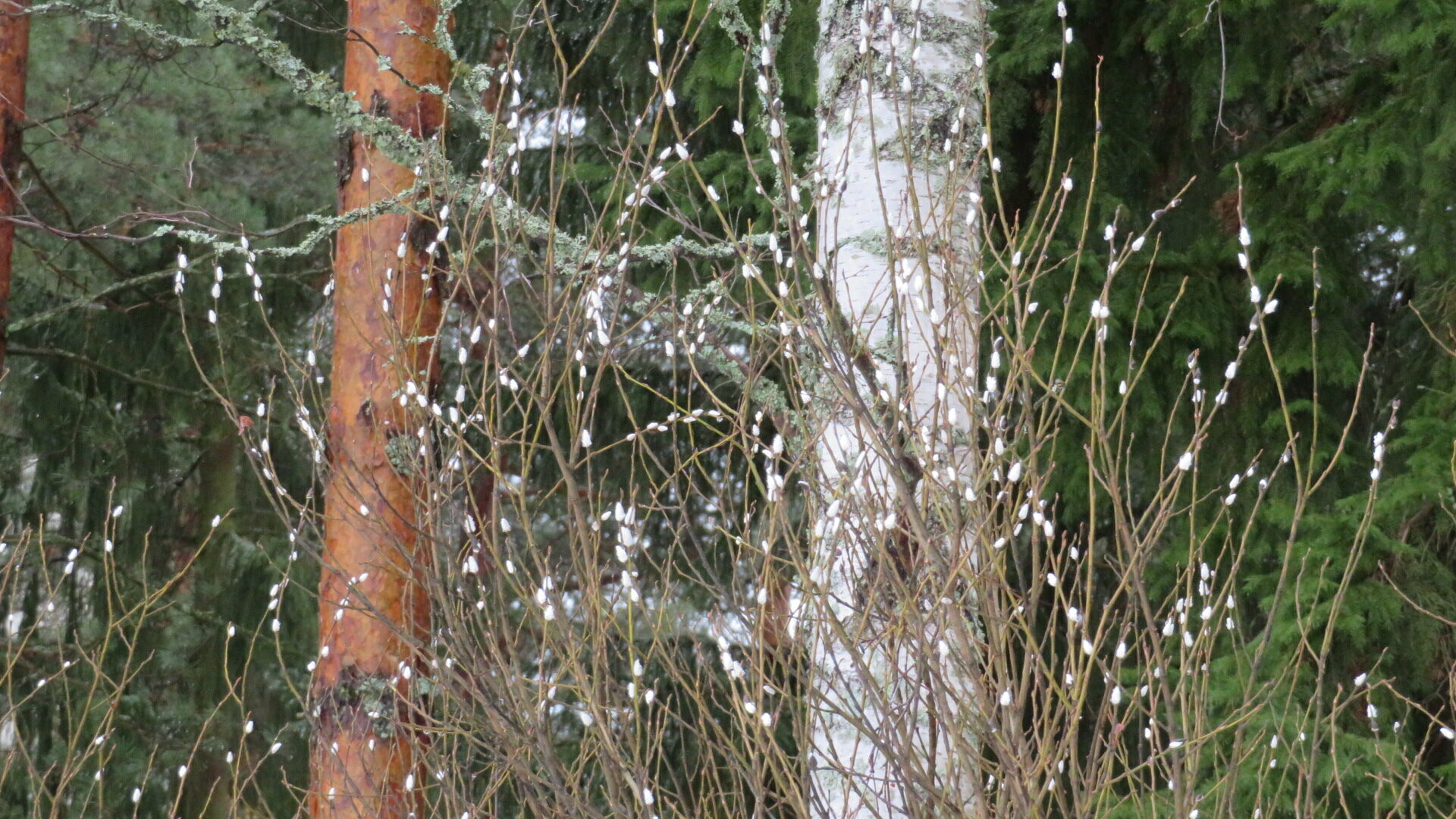 Valokuvaaja: Risto Kangassalo