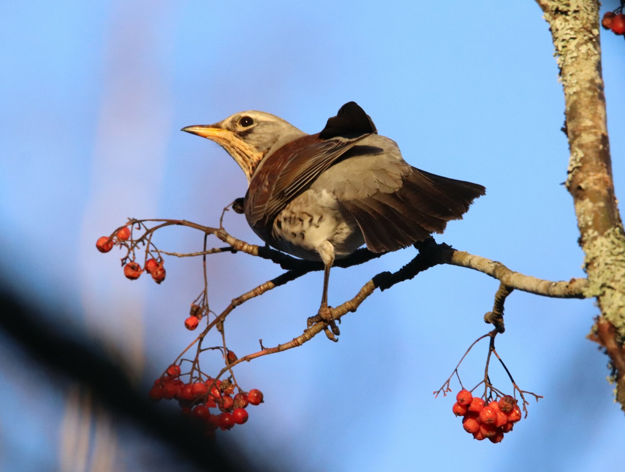 Valokuvaaja: Irja Lehtinen
