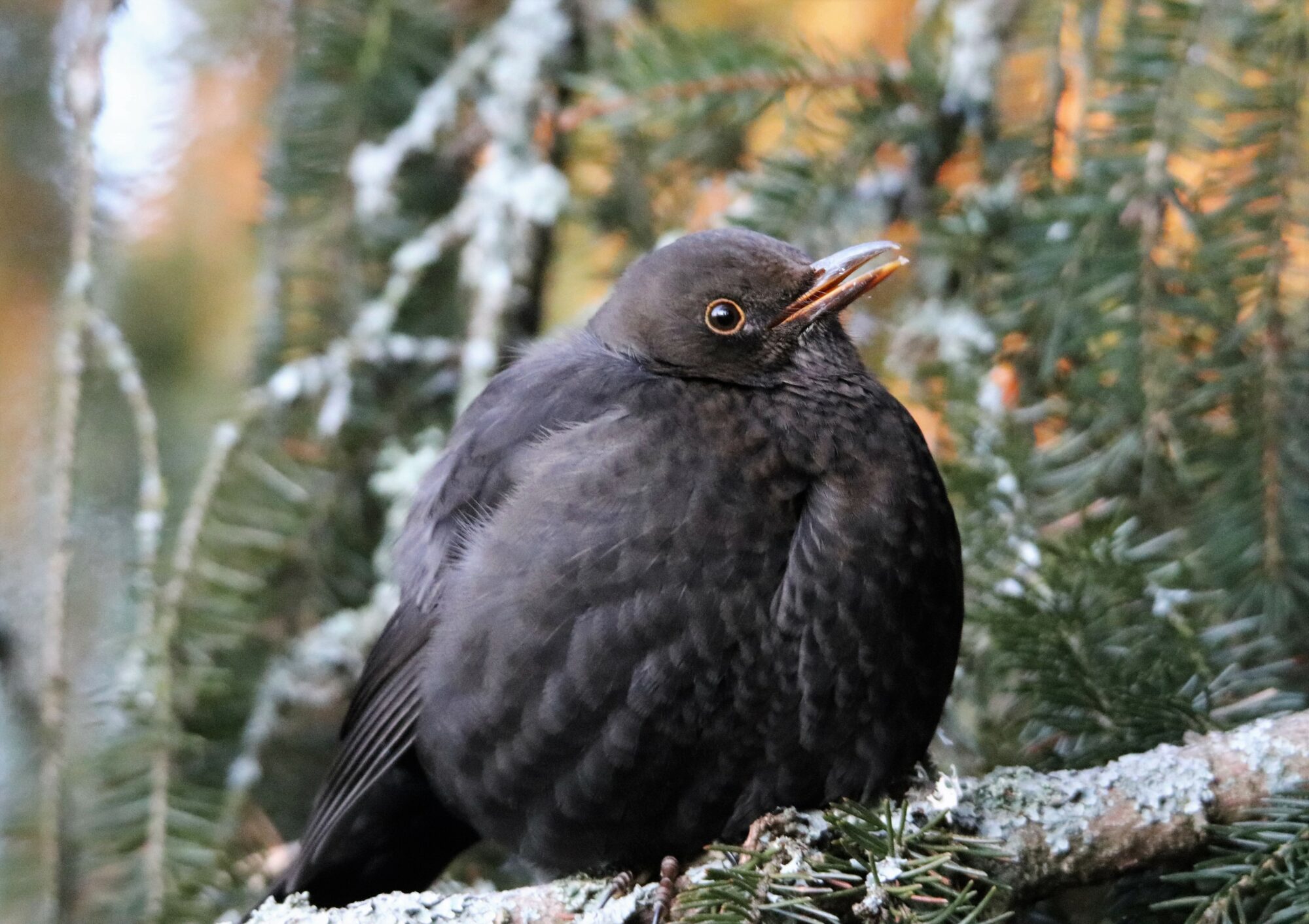 Valokuvaaja: Irja Lehtinen
