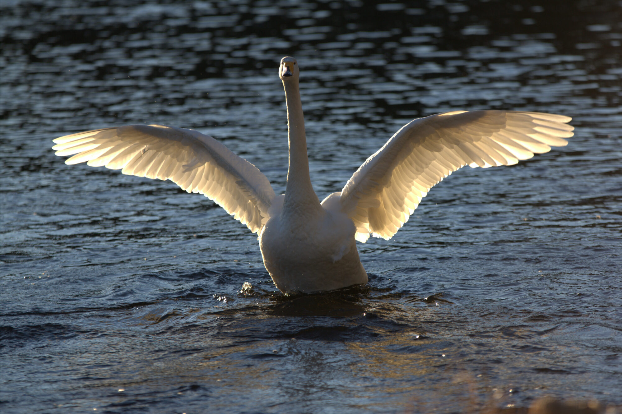 Valokuvaaja: tapio keinonen