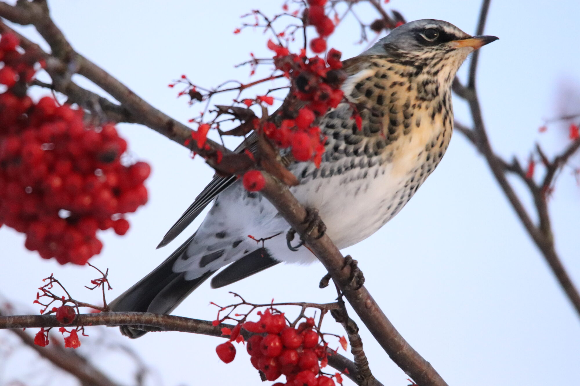 Valokuvaaja: Irja Lehtinen