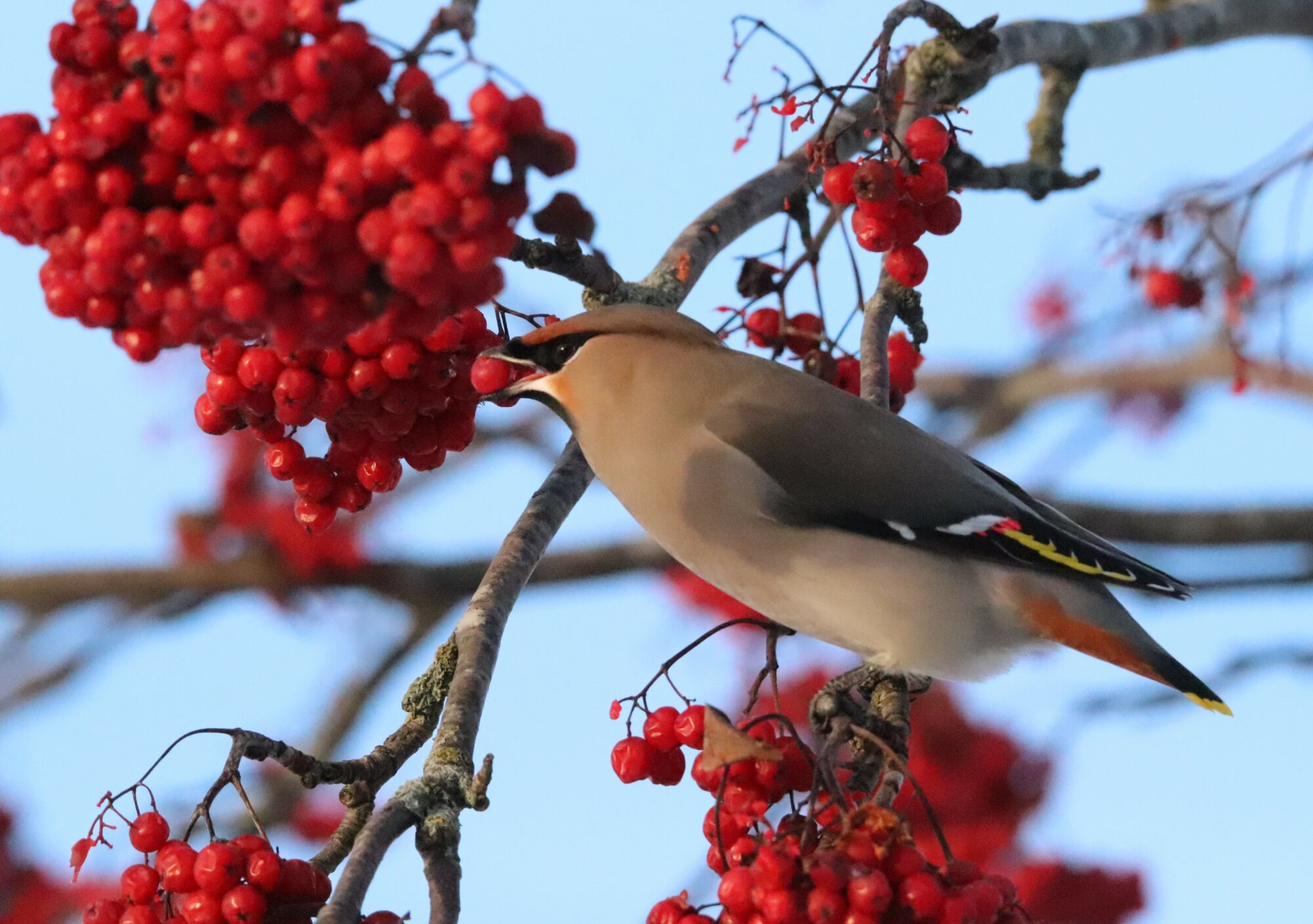 Valokuvaaja: Irja Lehtinen