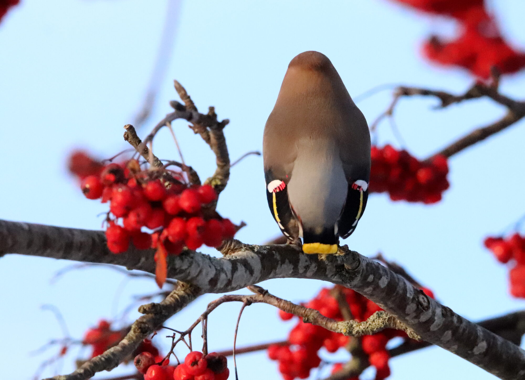 Valokuvaaja: Irja Lehtinen