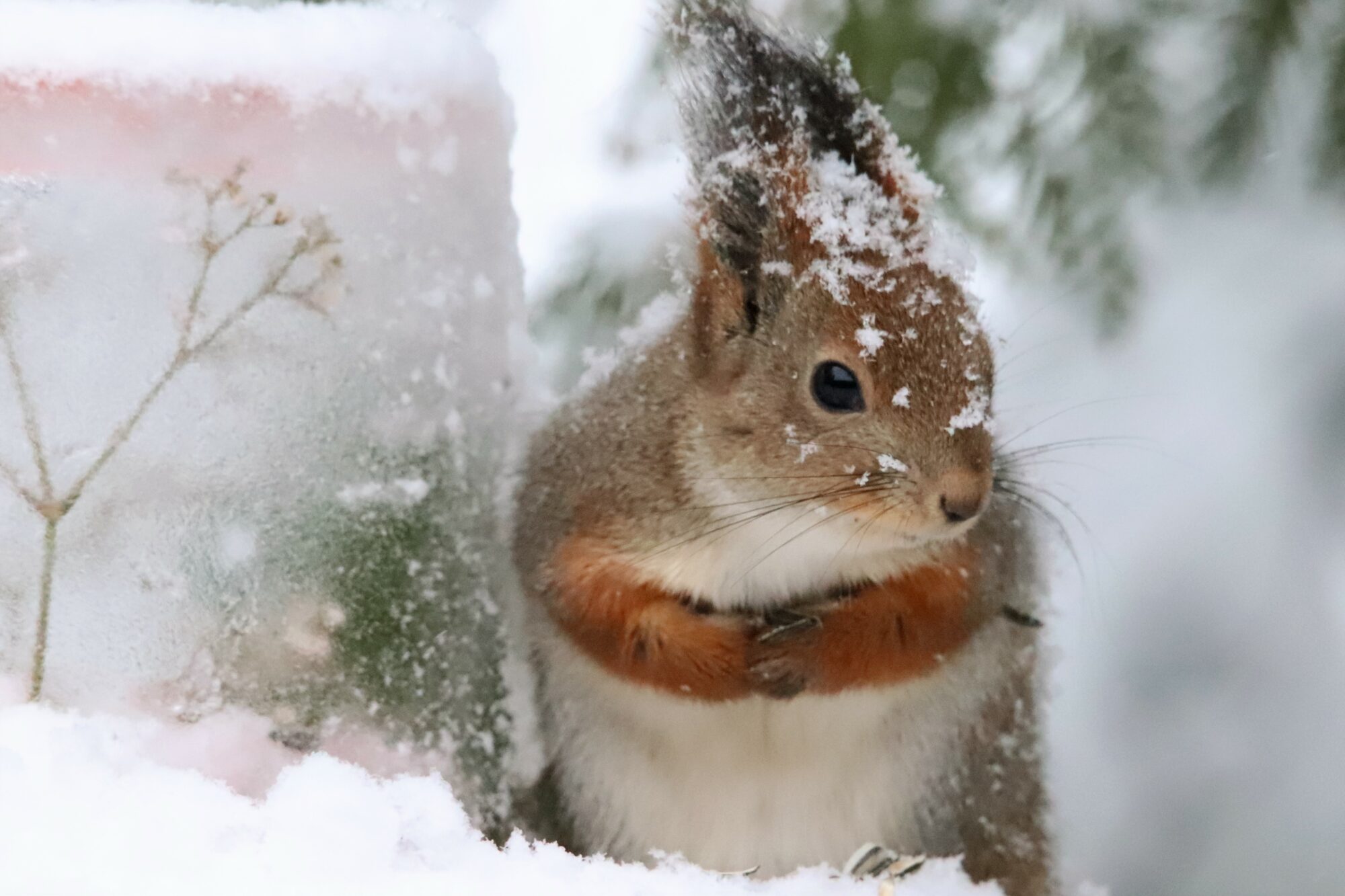 Valokuvaaja: Irja Lehtinen Valokuvaaja: Irja Lehtinen