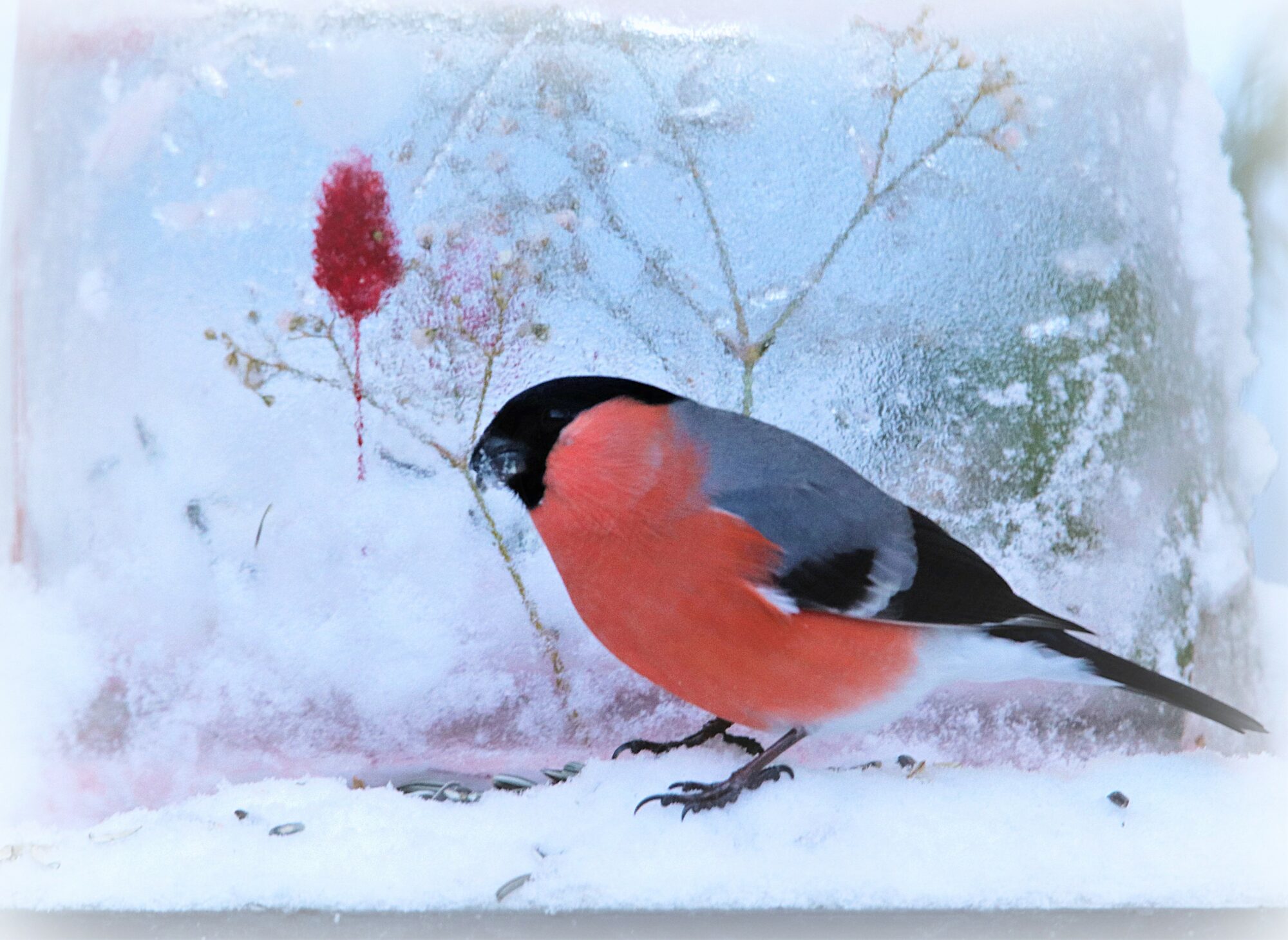 Valokuvaaja: Irja Lehtinen