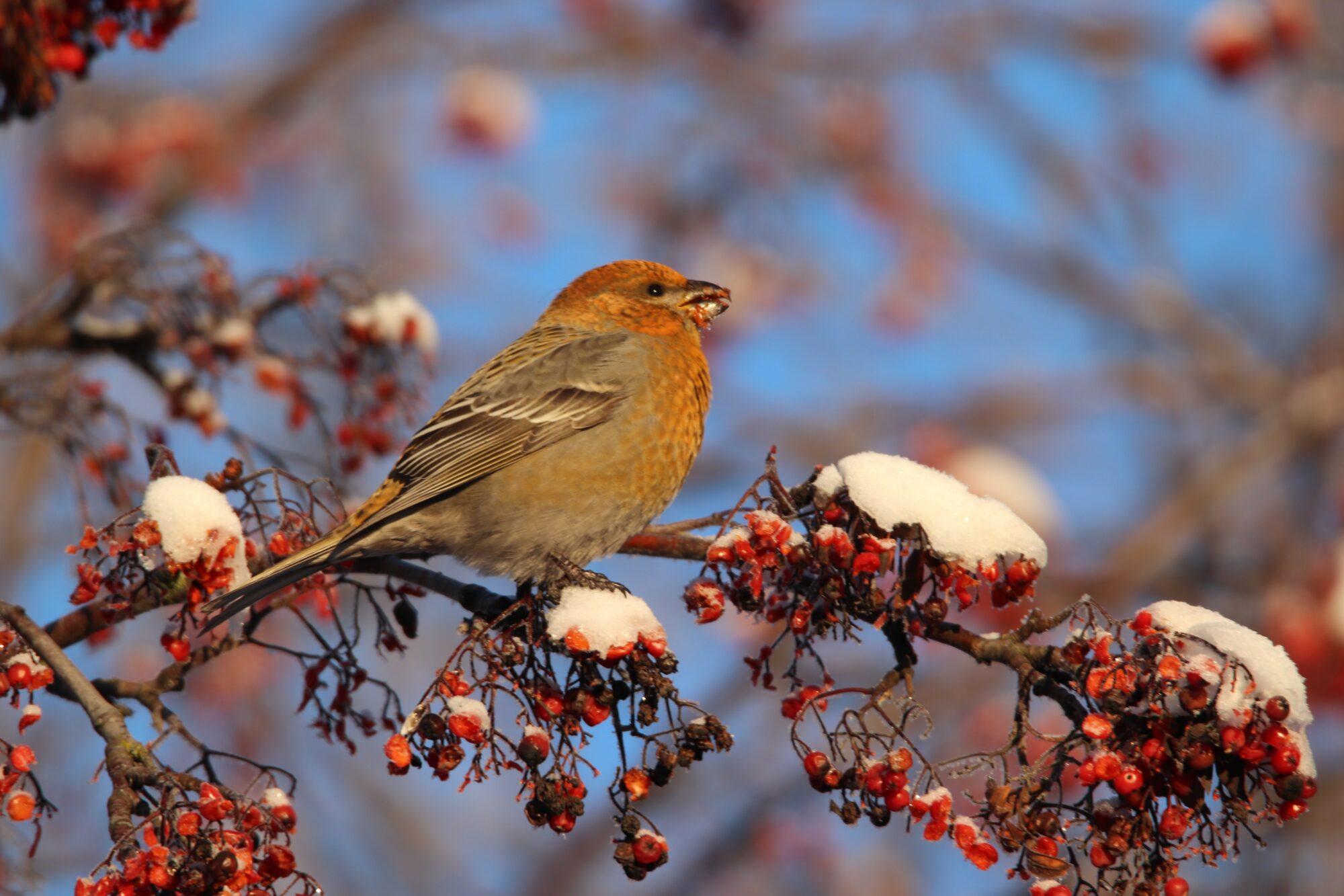Valokuvaaja: Irja Lehtinen