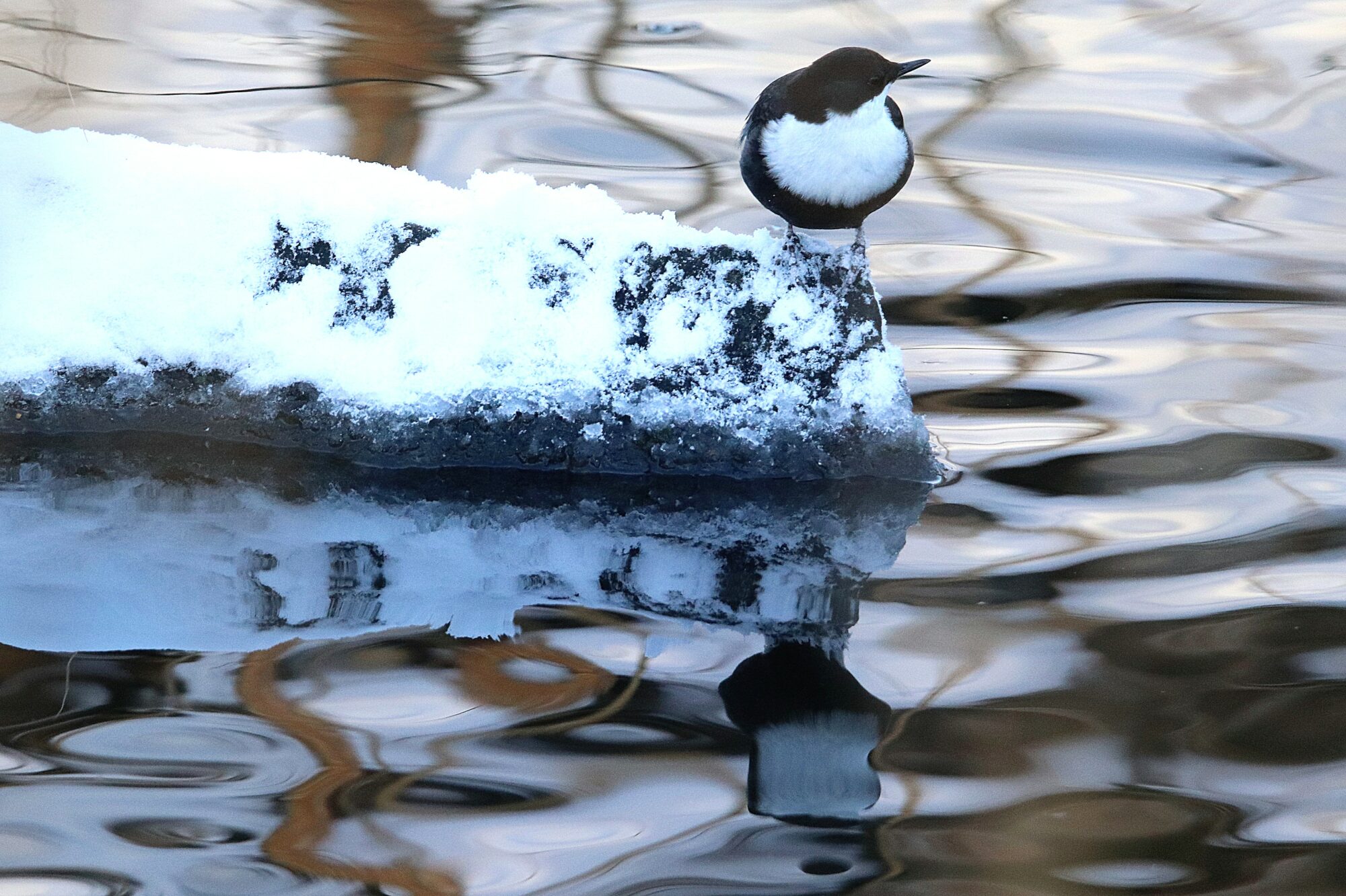 Valokuvaaja: Irja Lehtinen