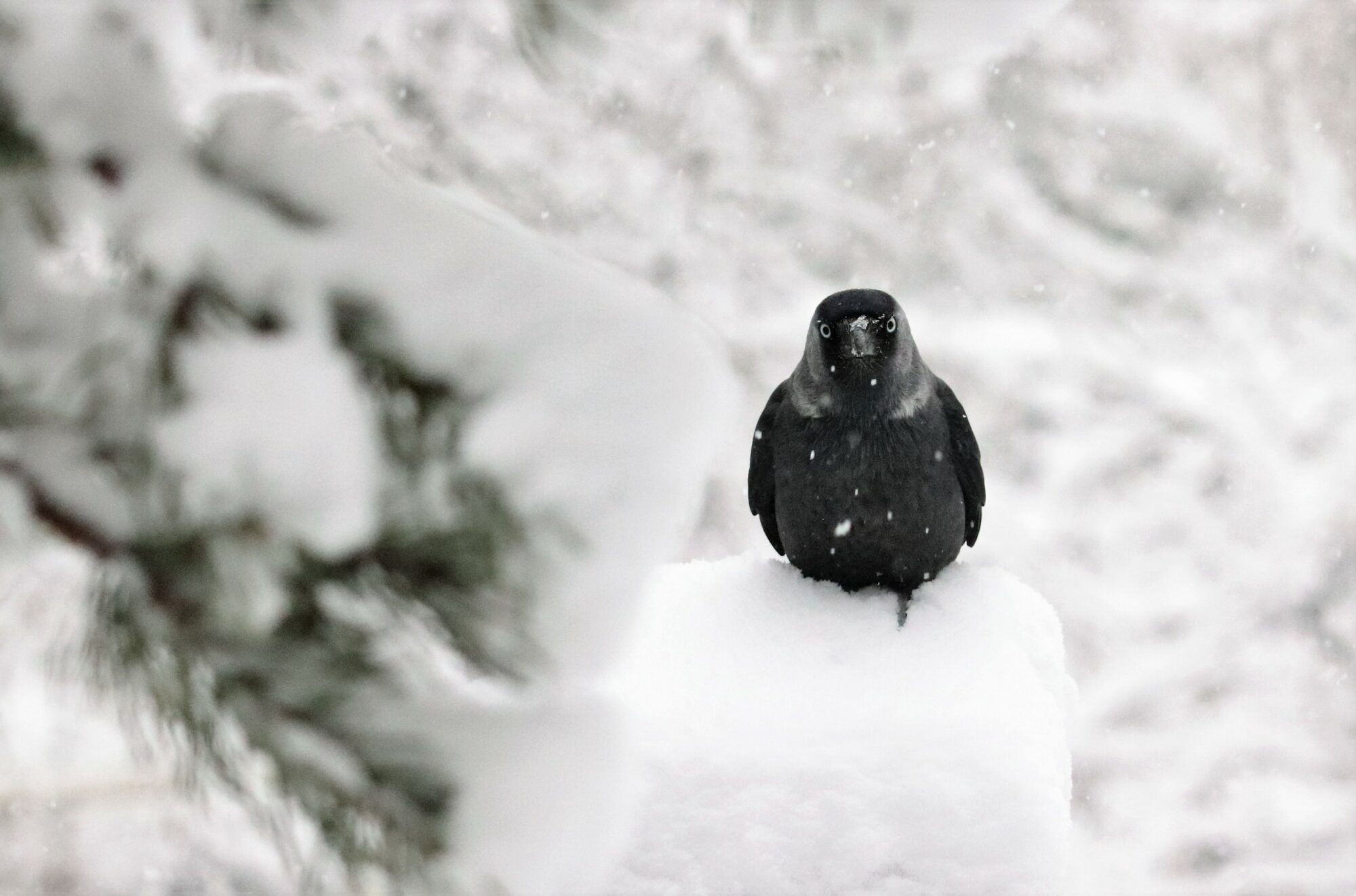 Valokuvaaja: Irja Lehtinen