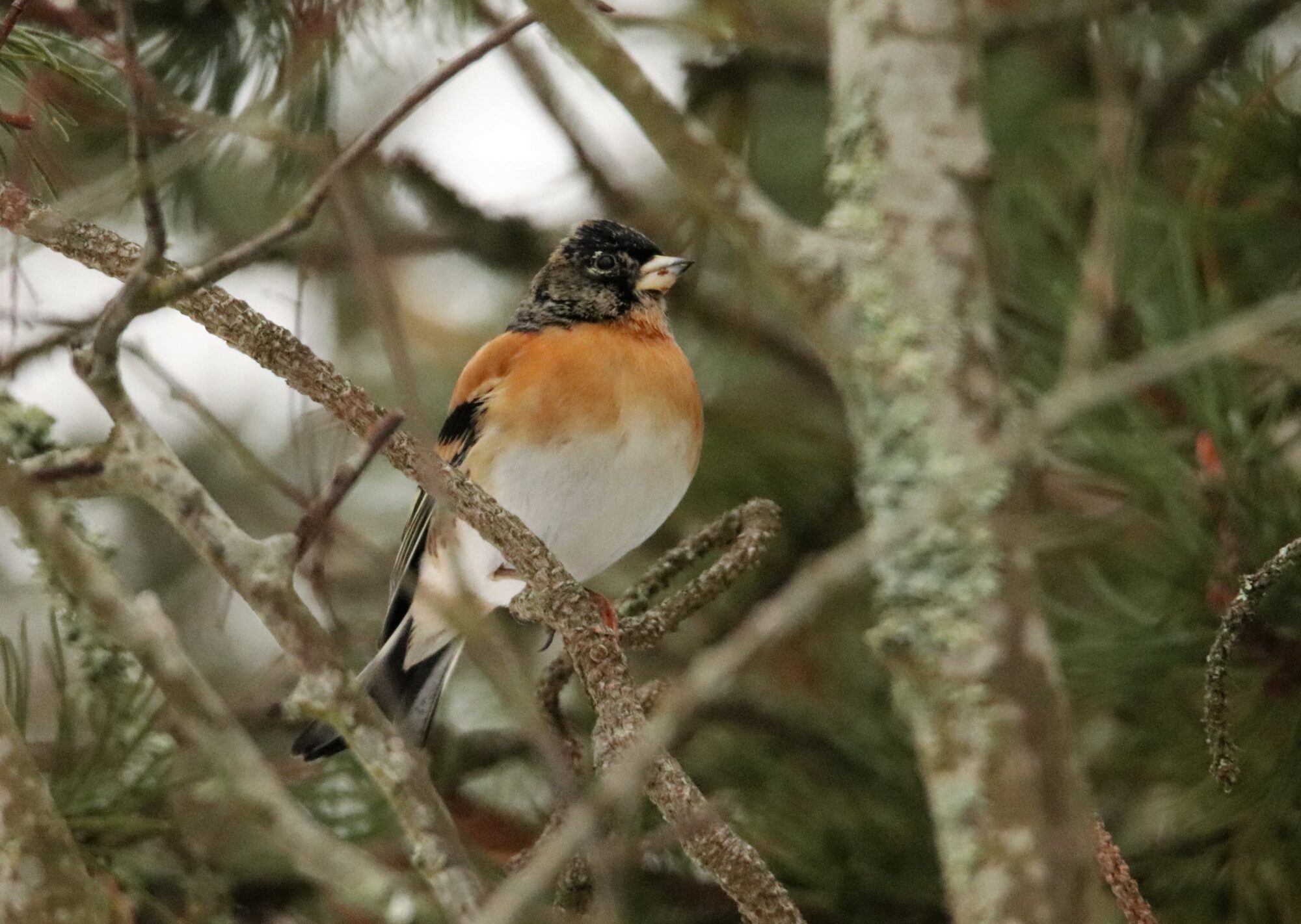 Valokuvaaja: Irja Lehtinen
