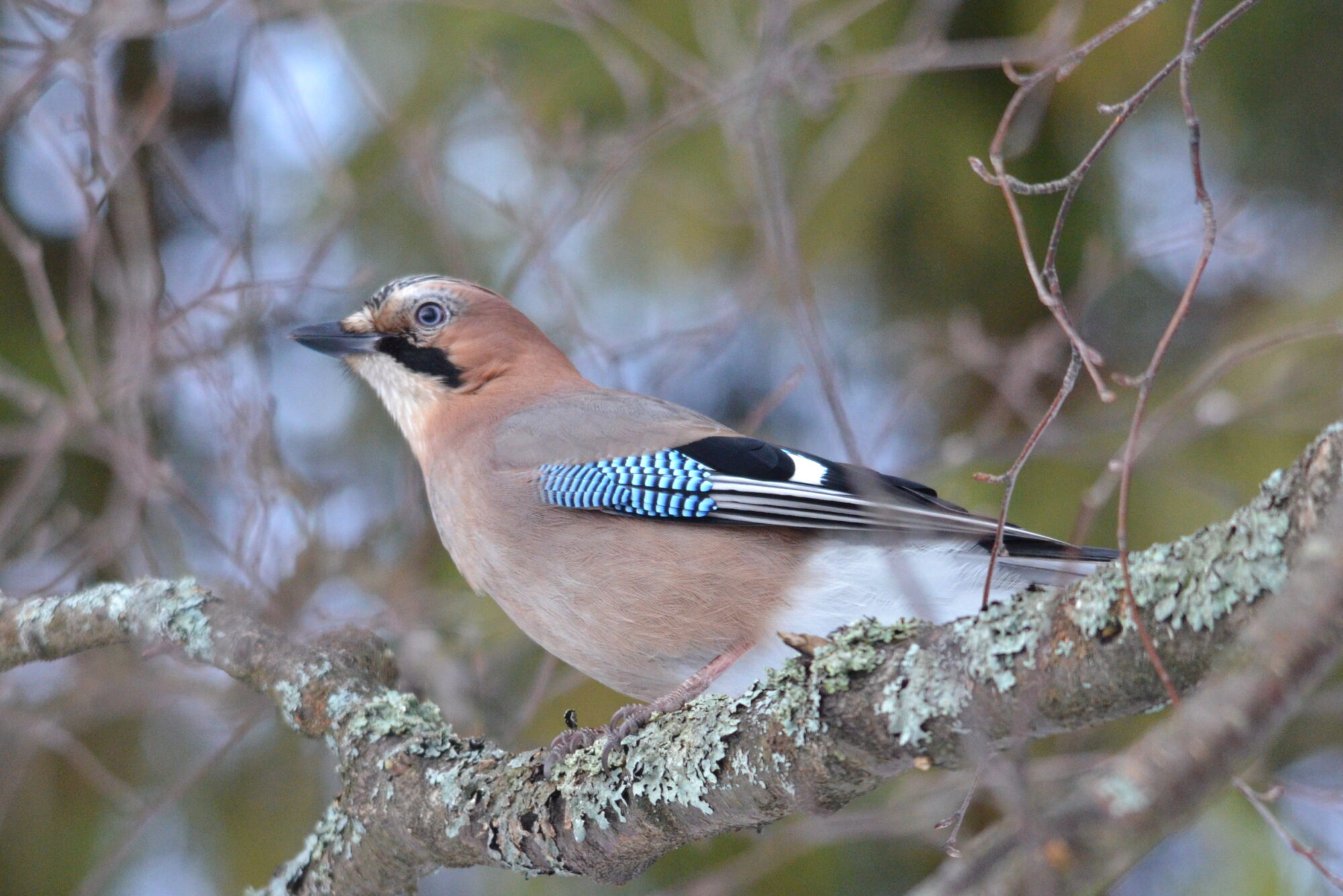 Valokuvaaja: Kaarlo Asikainen