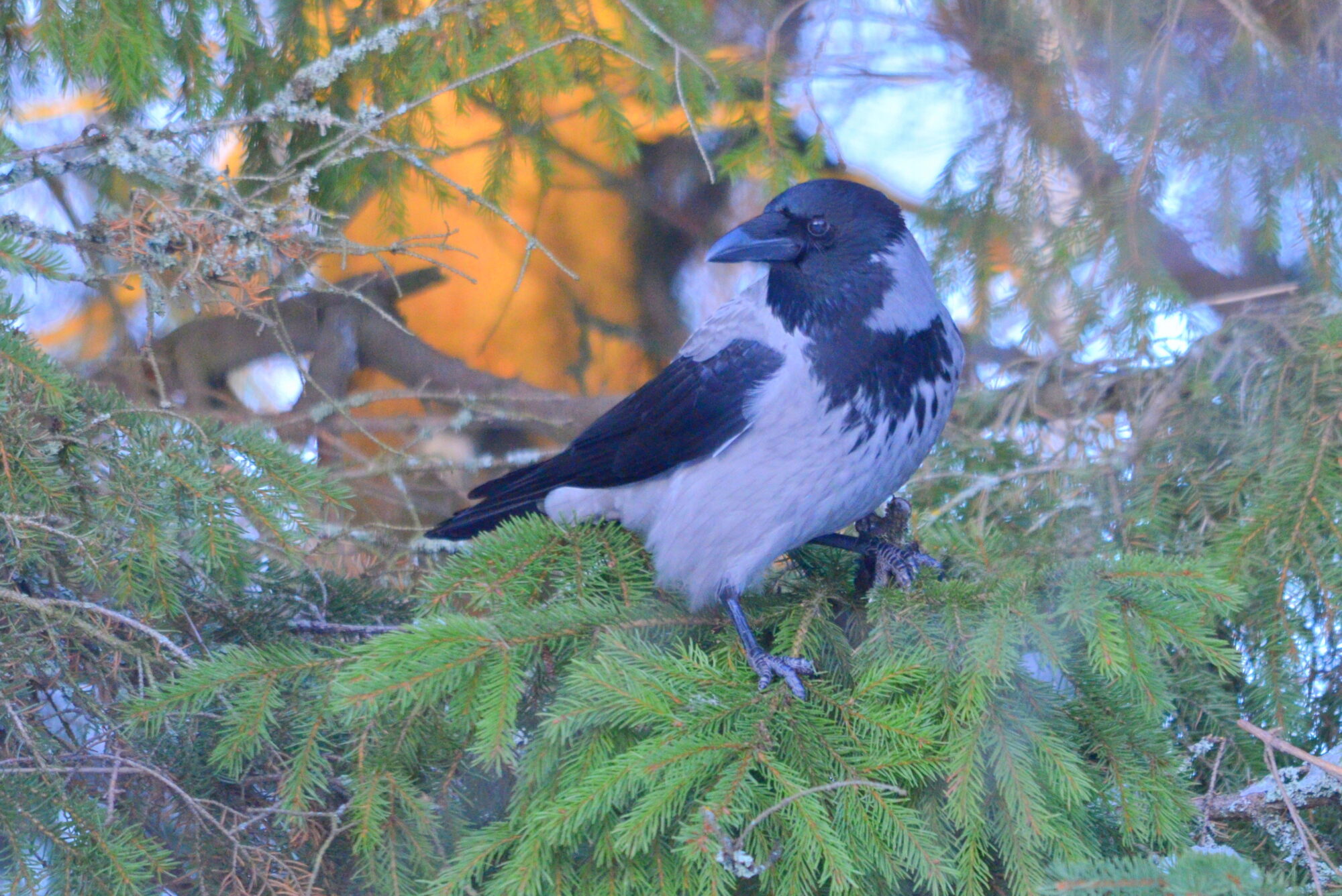 Valokuvaaja: Kaarlo Asikainen