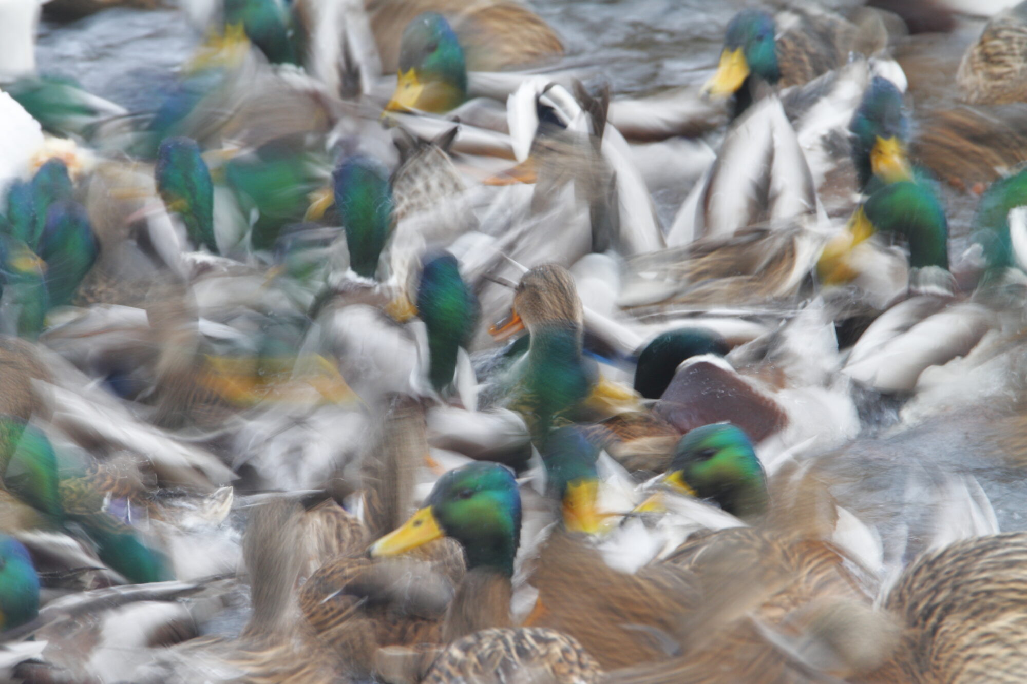 Valokuvaaja: Lasse Kokko