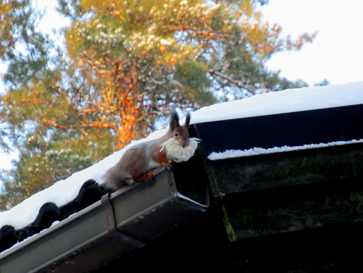 Valokuvaaja: Kai Kankare