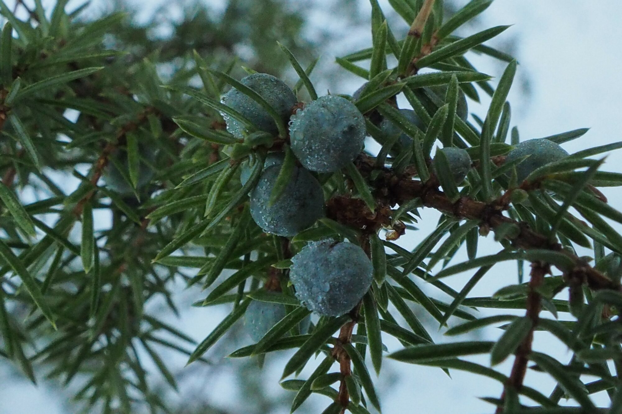 Valokuvaaja: Valtonen Martti