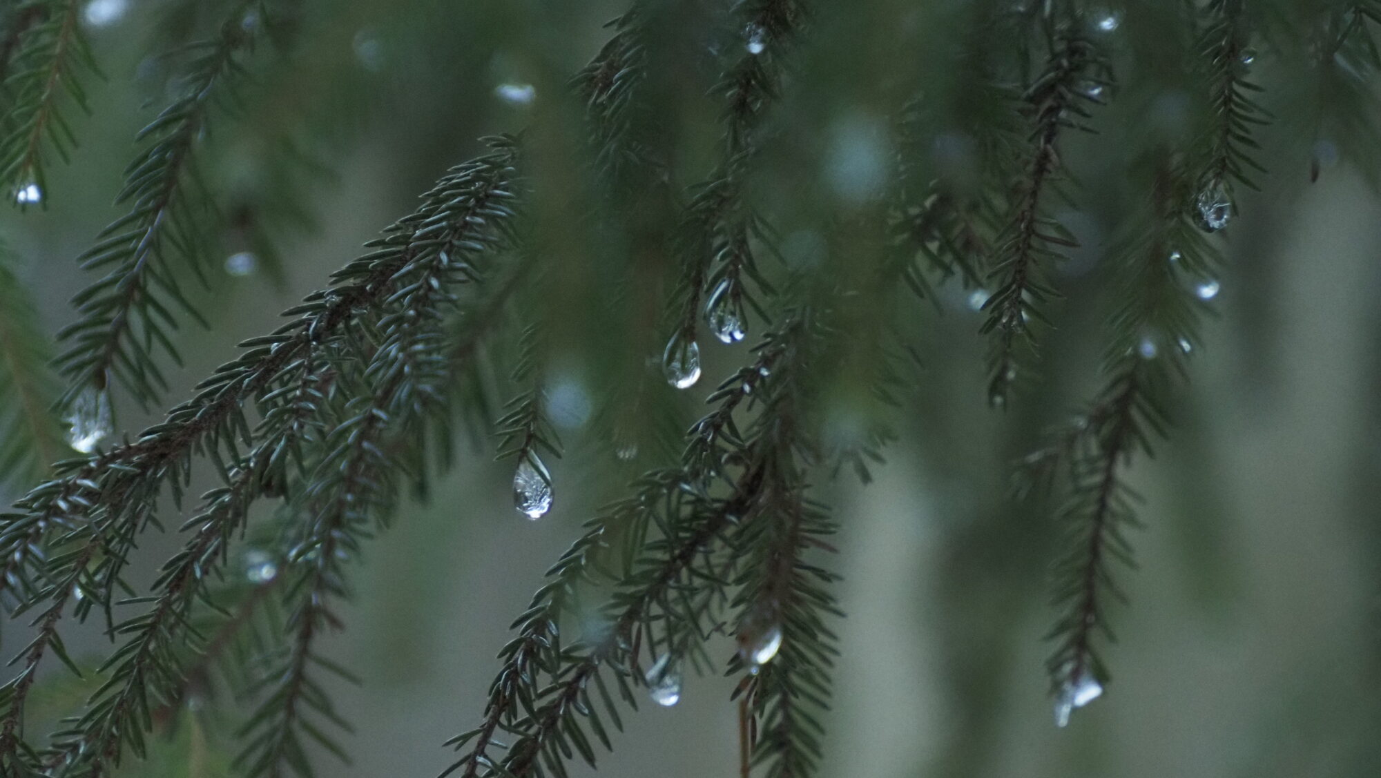 Valokuvaaja: Arja Valtonen