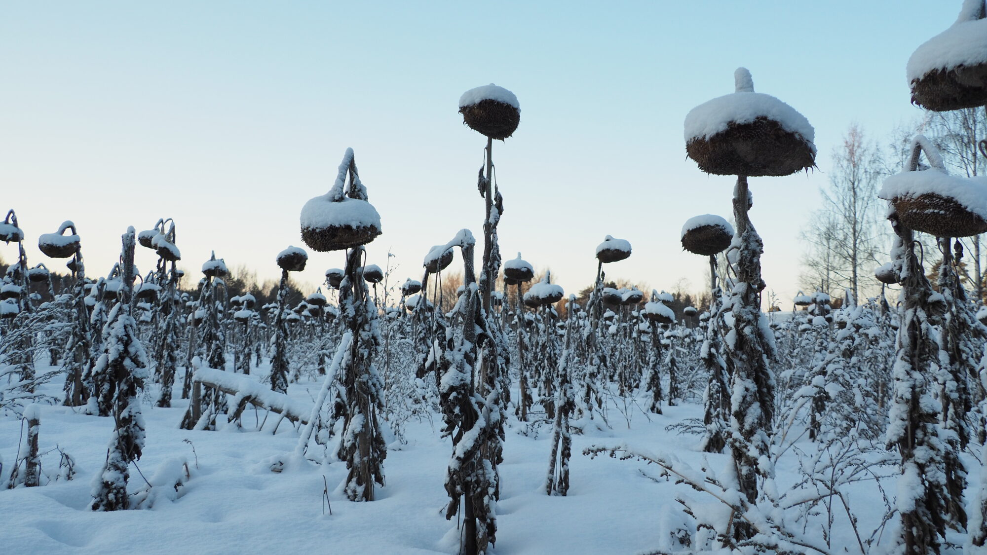Valokuvaaja: Martti Valtonen