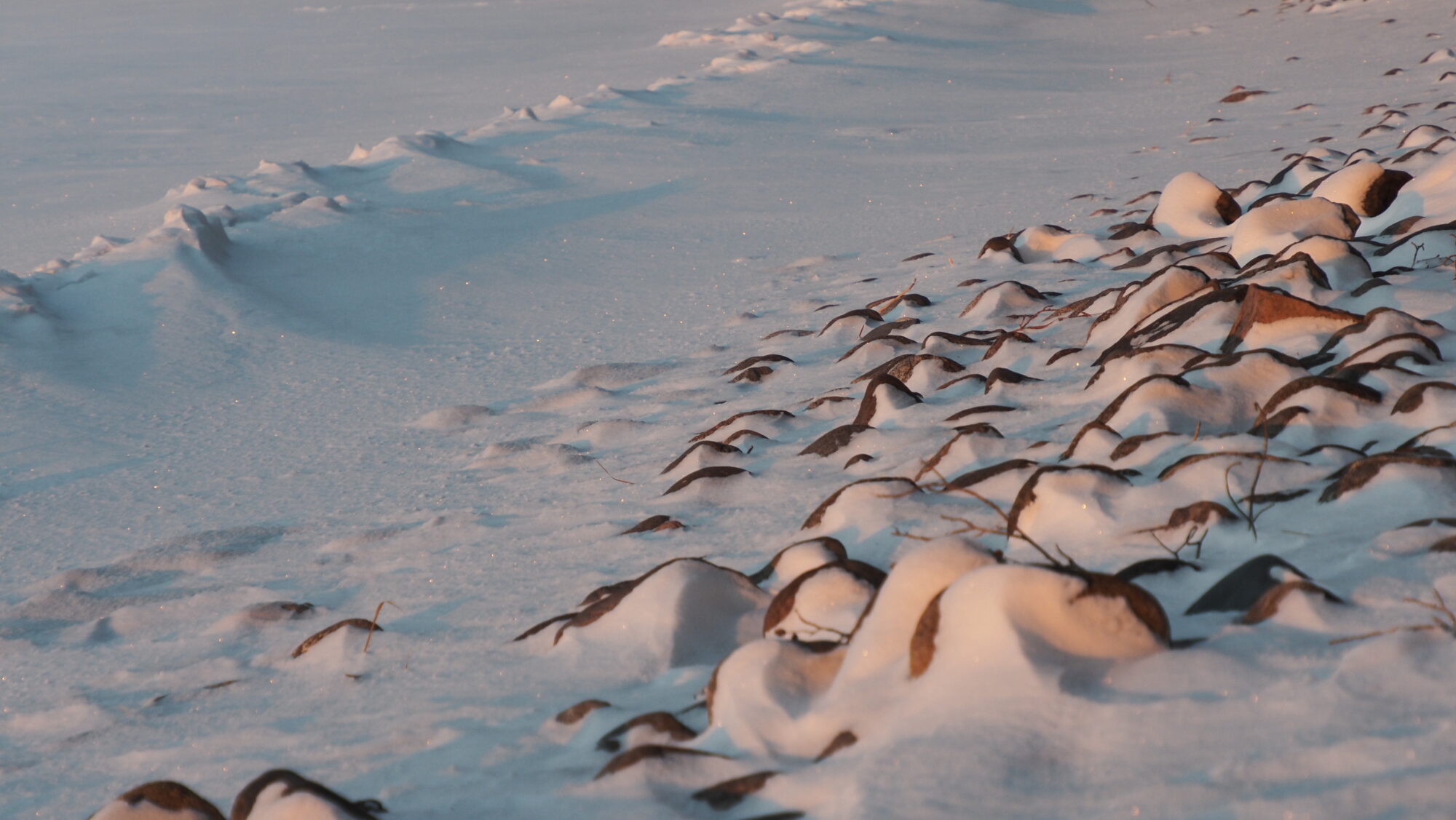 Valokuvaaja: Arja Valtonen