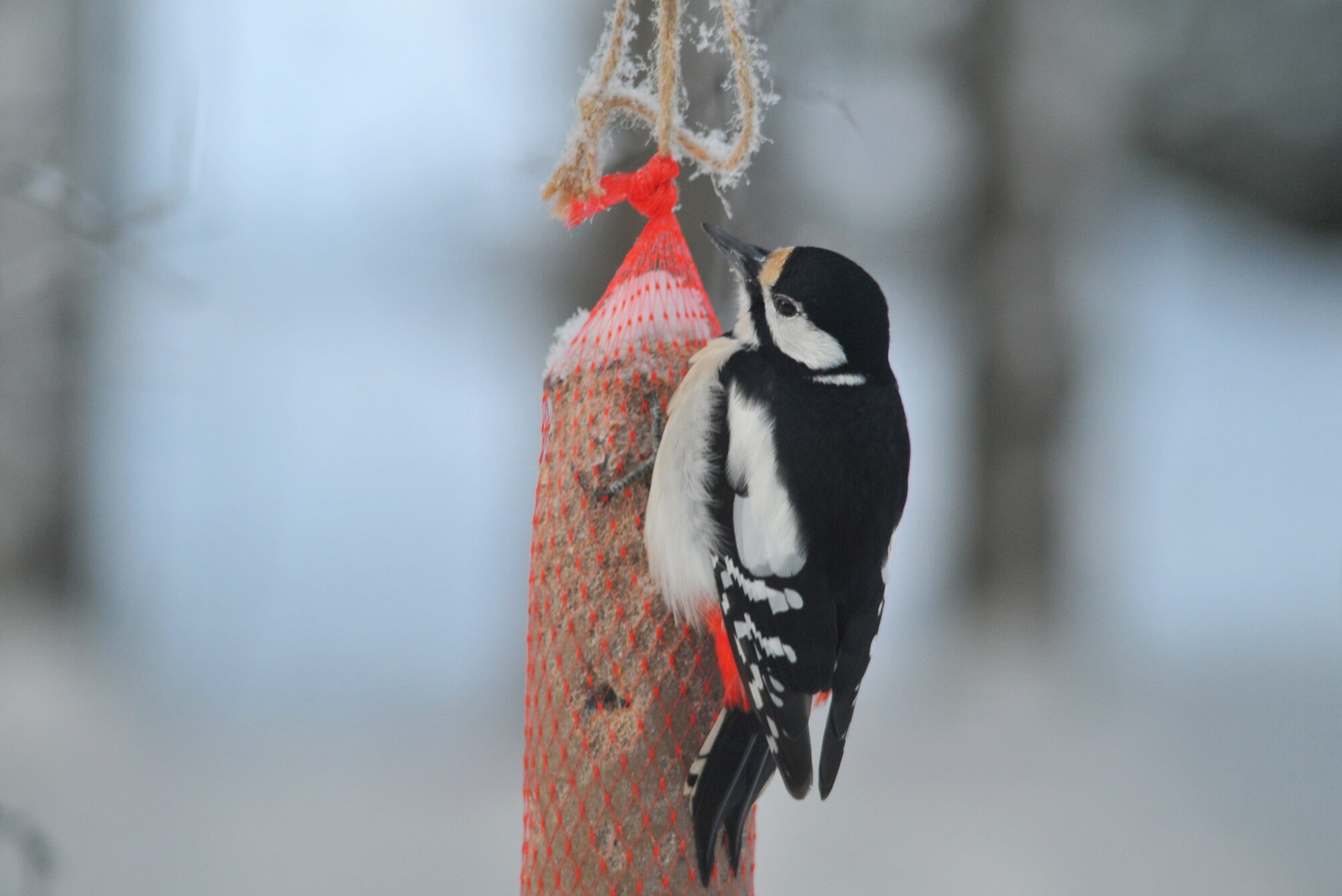 Valokuvaaja: Kaarlo Asikainen
