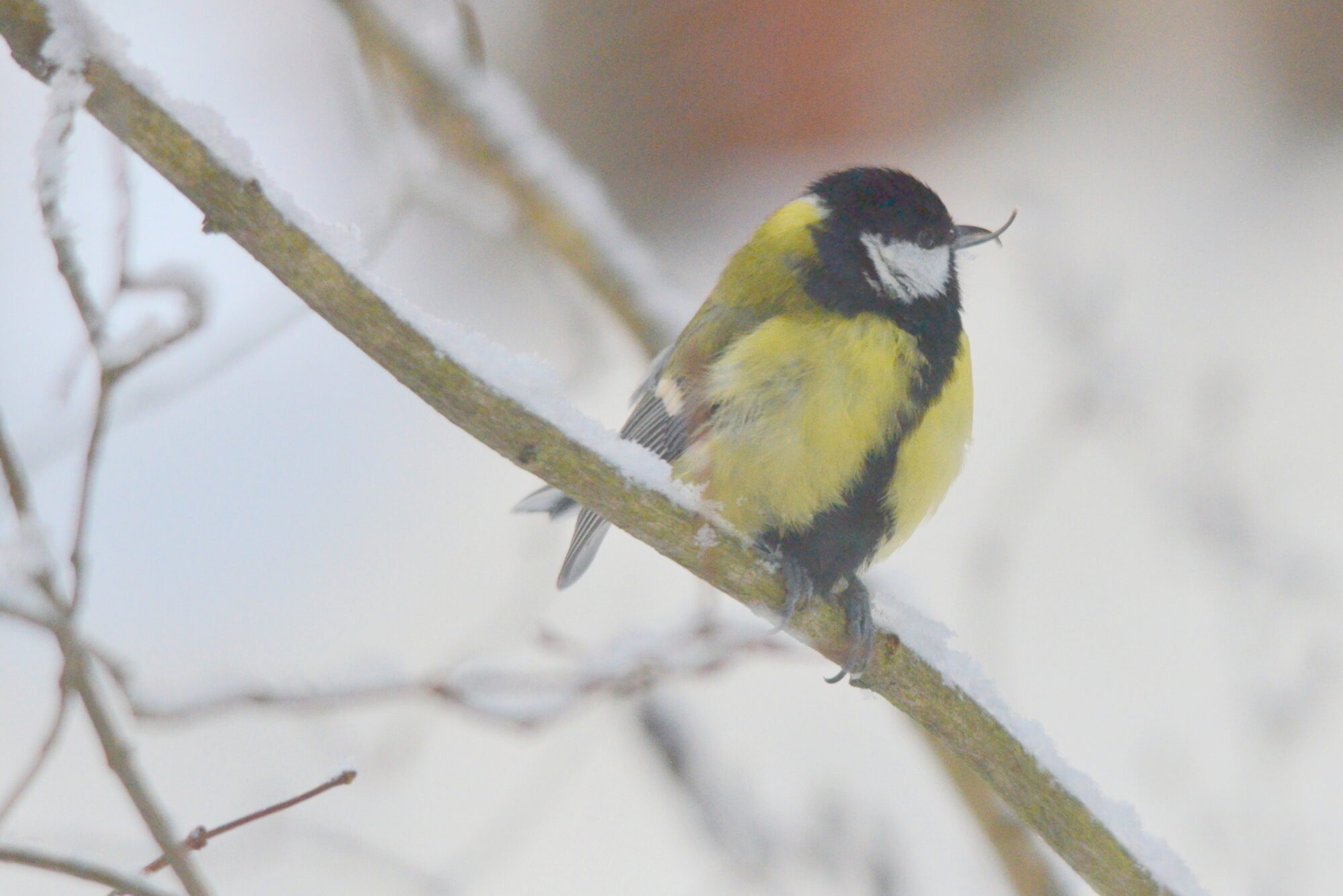 Valokuvaaja: Kaarlo Asikainen