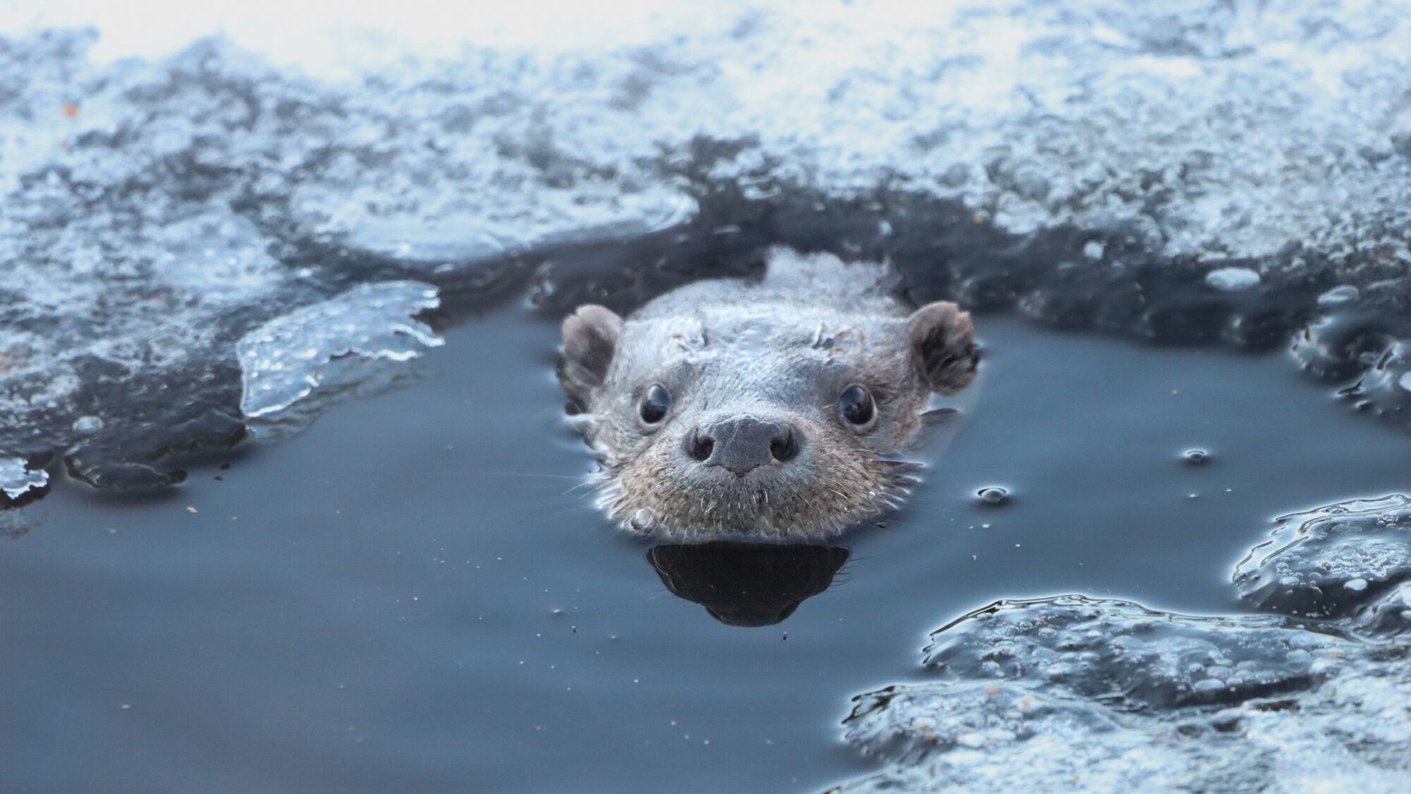 Valokuvaaja: Tommi Kujala