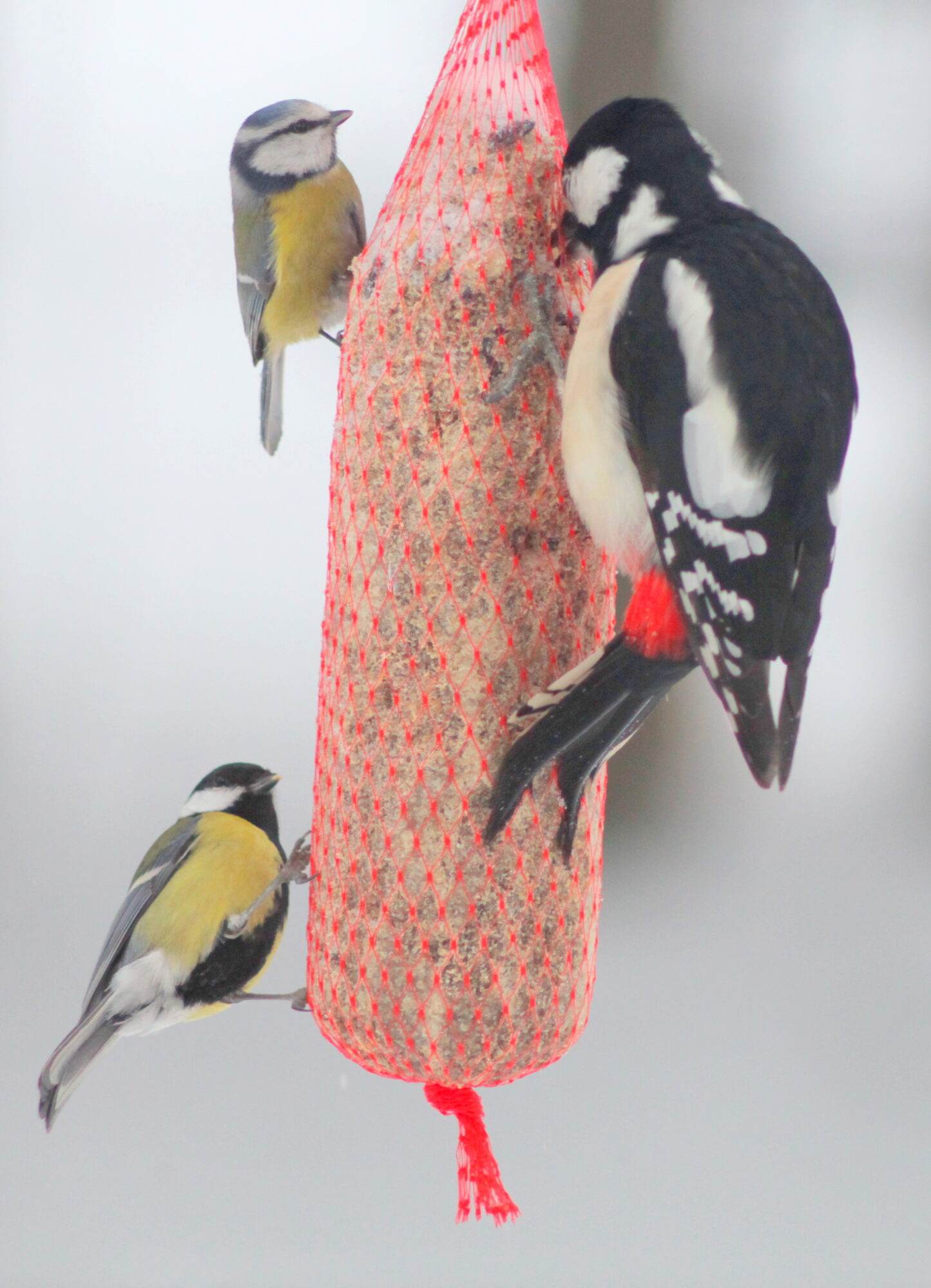 Valokuvaaja: Kaarlo Asikainen