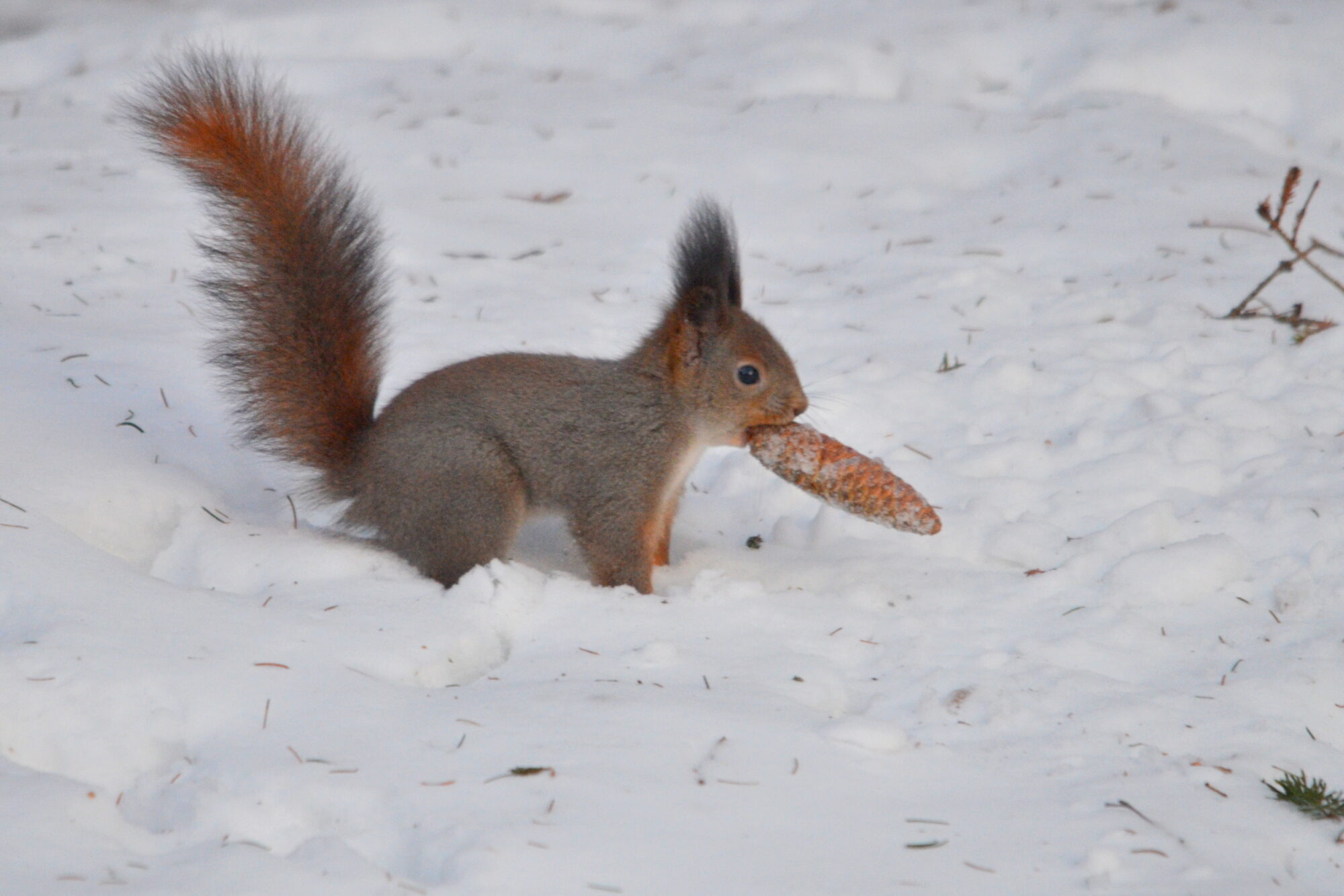 Valokuvaaja: Kaarlo Asikainen