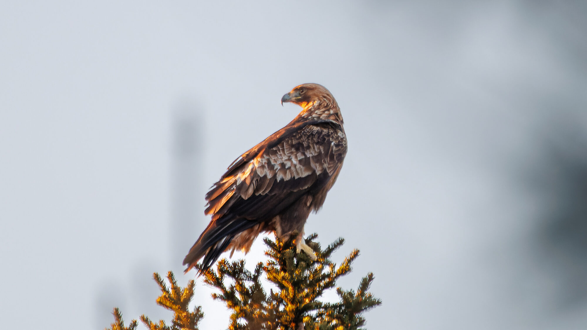 Valokuvaaja: Tommi Kujala