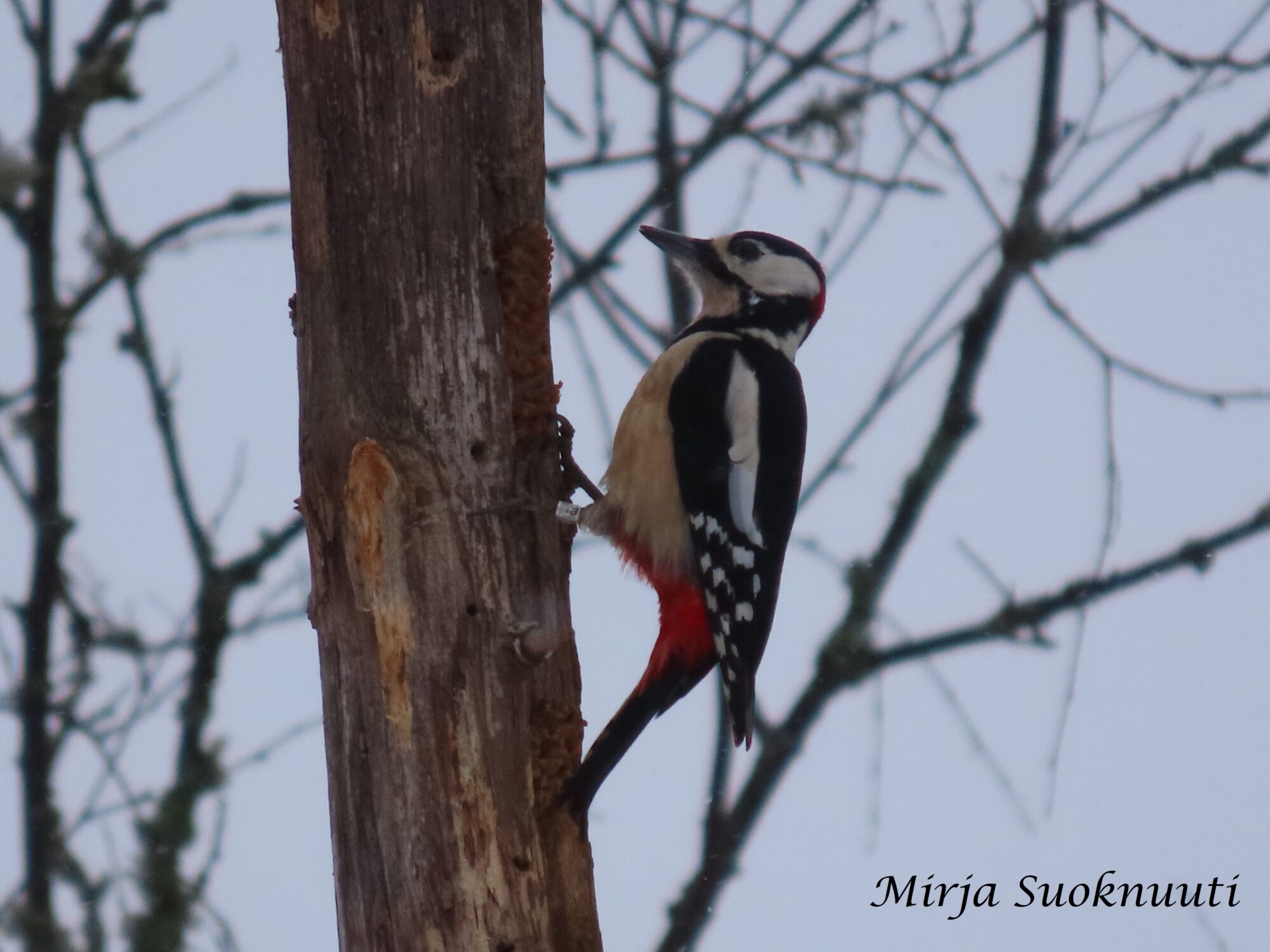 Valokuvaaja: Mirja Suoknuuti