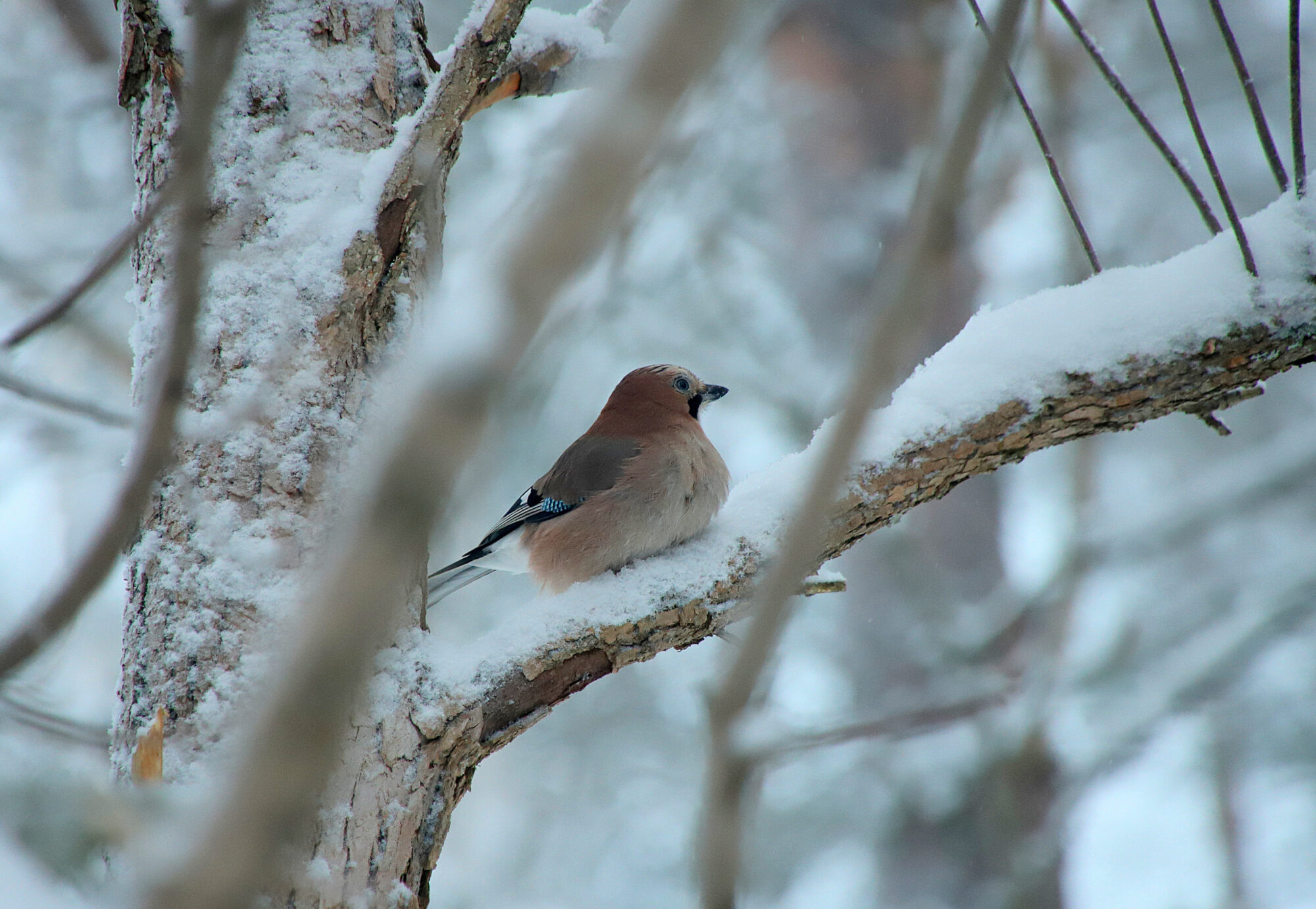Valokuvaaja: sirpa jyske