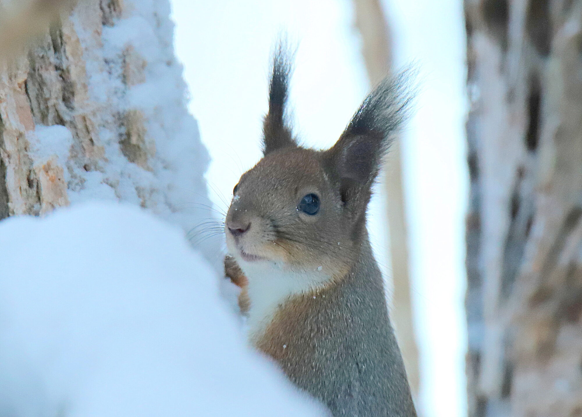 Valokuvaaja: sirpa jyske