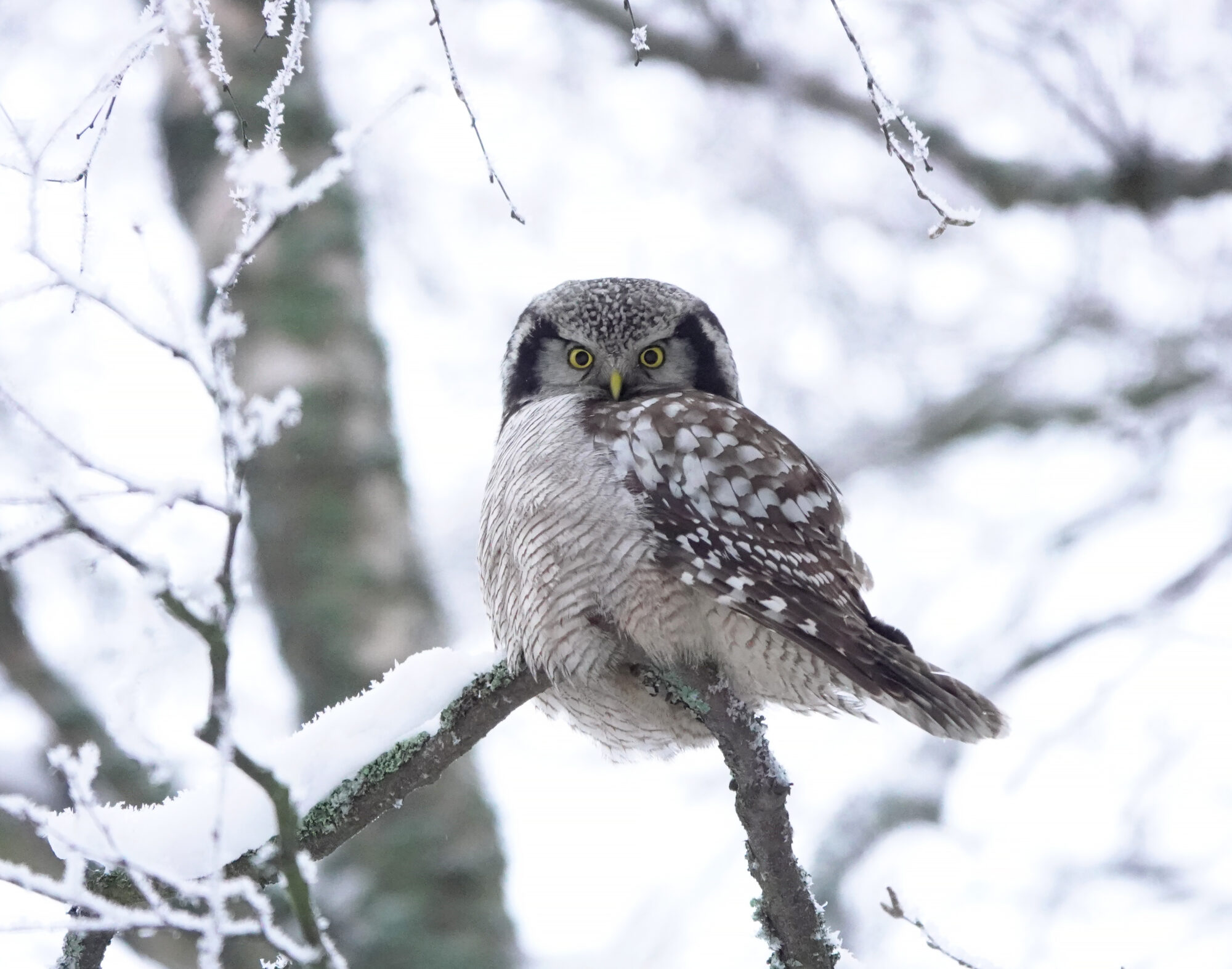 Valokuvaaja: Minna Mäkipää