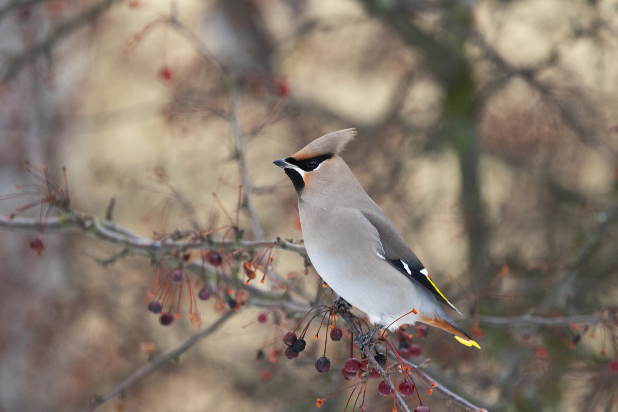 Valokuvaaja: Jon Rikberg