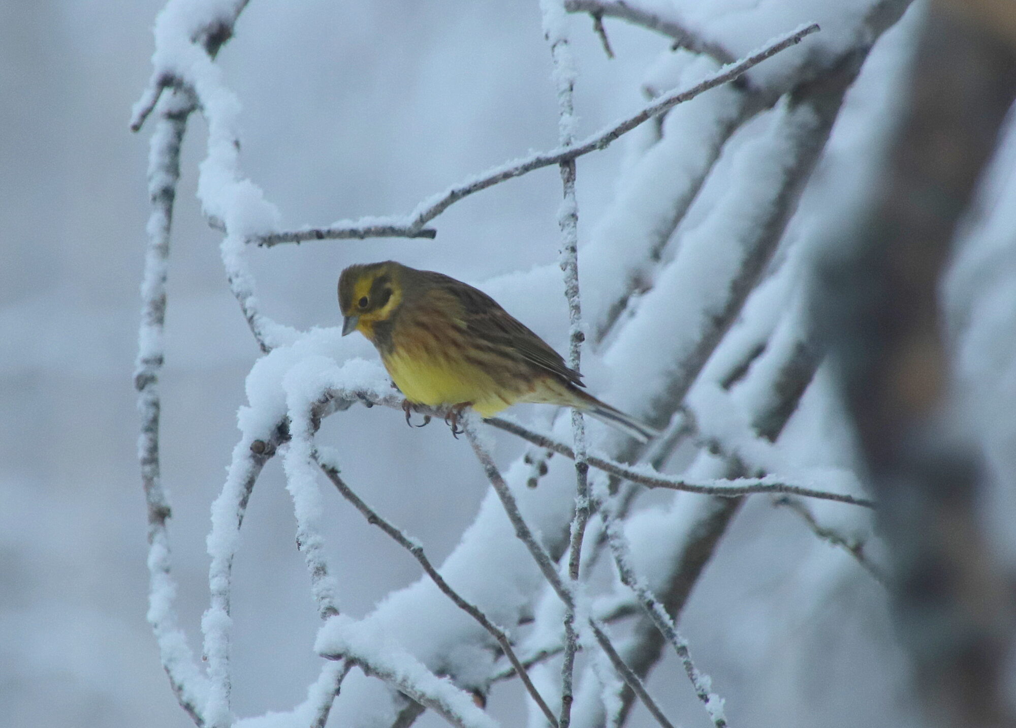 Valokuvaaja: sirpa jyske