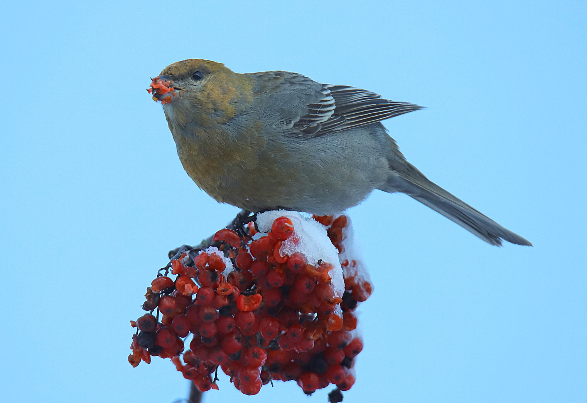Valokuvaaja: sirpa jyske
